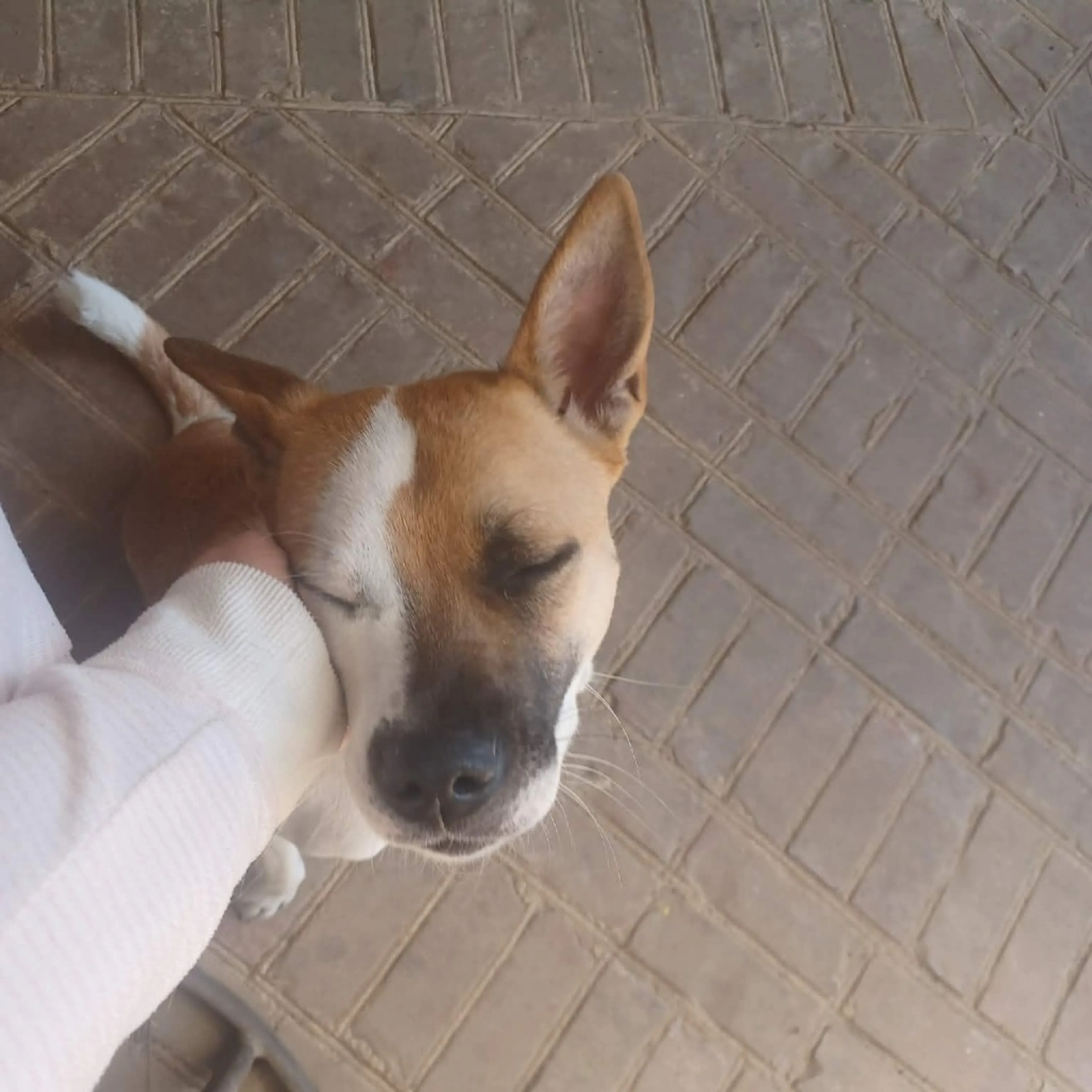 Found pet-16