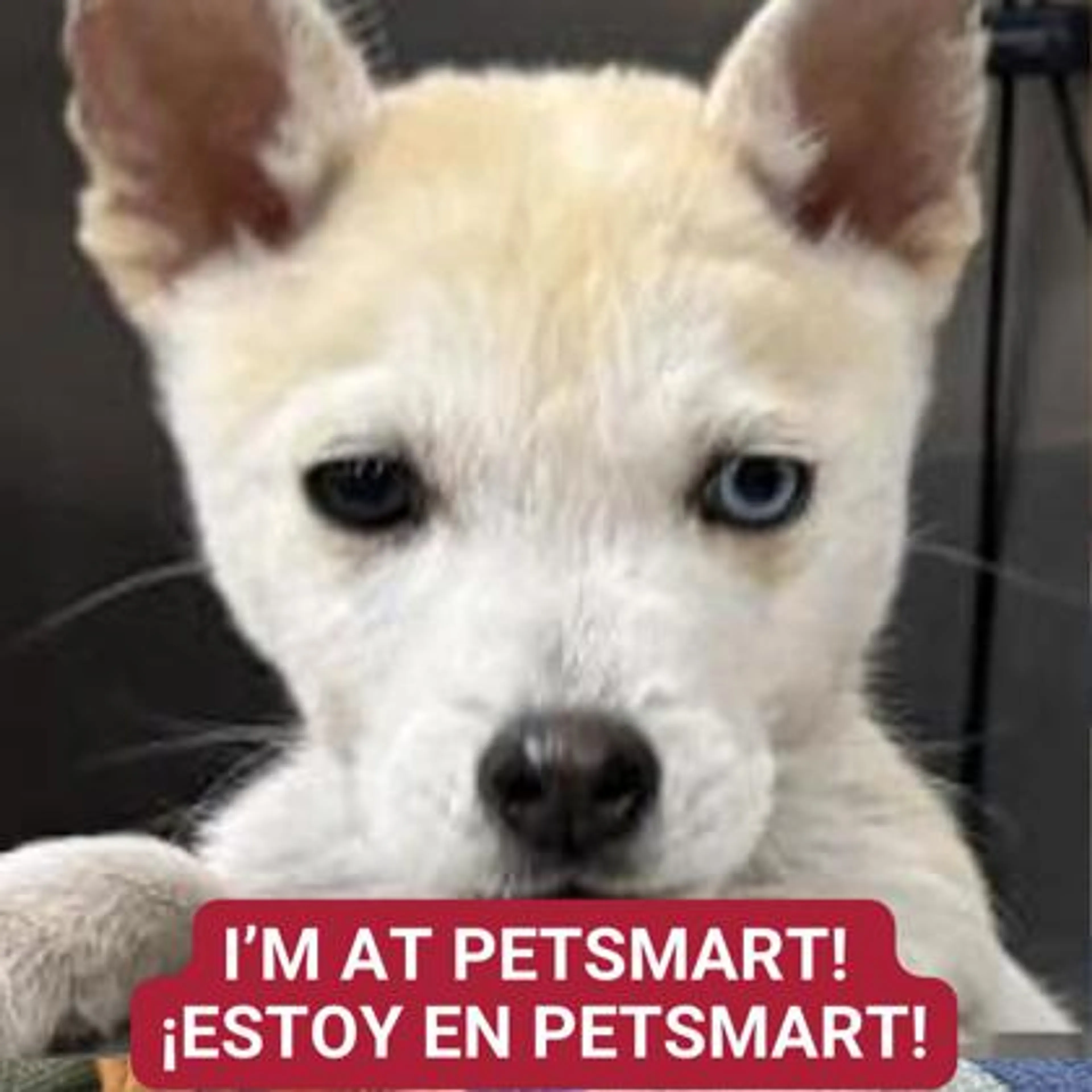 Found pet