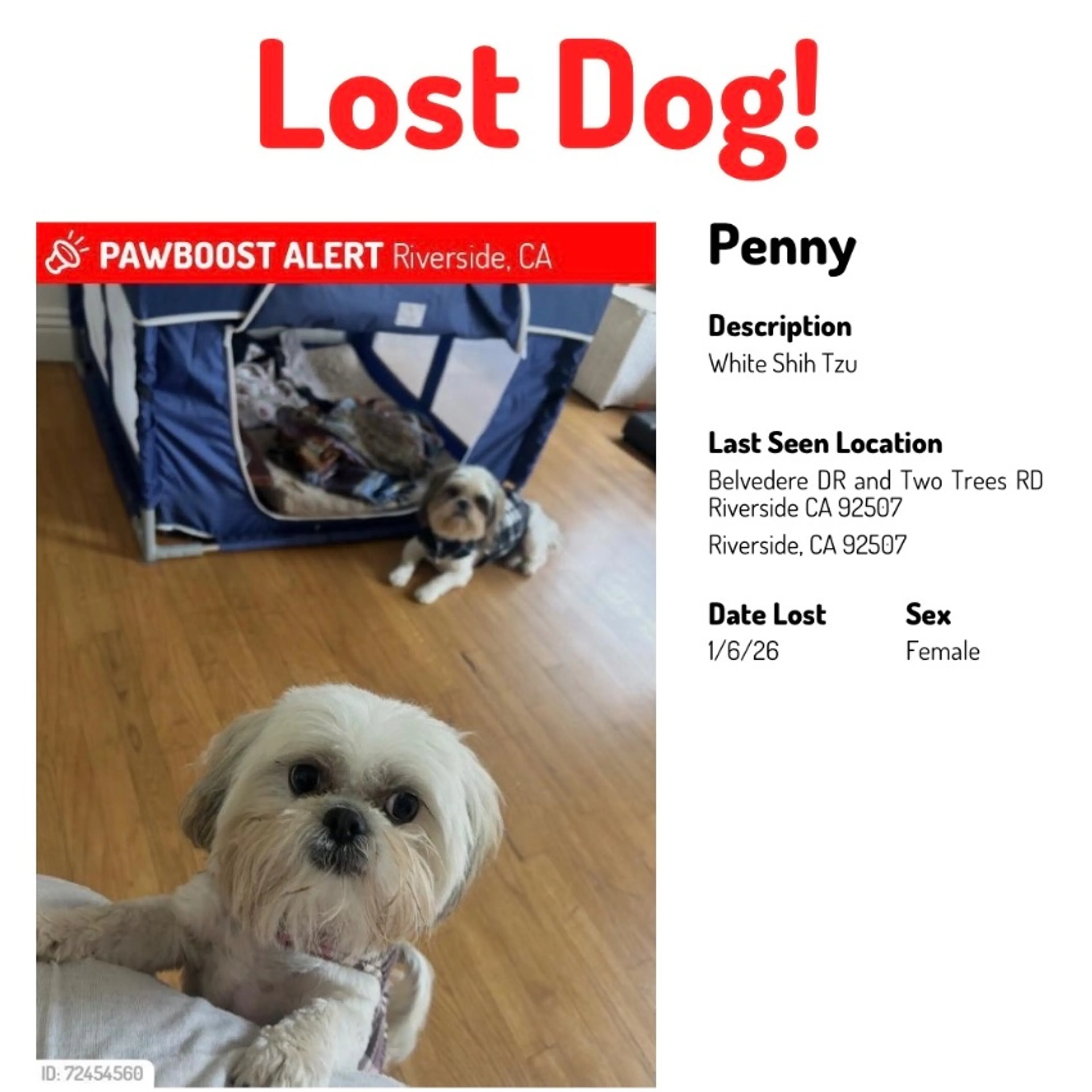 Lost pet