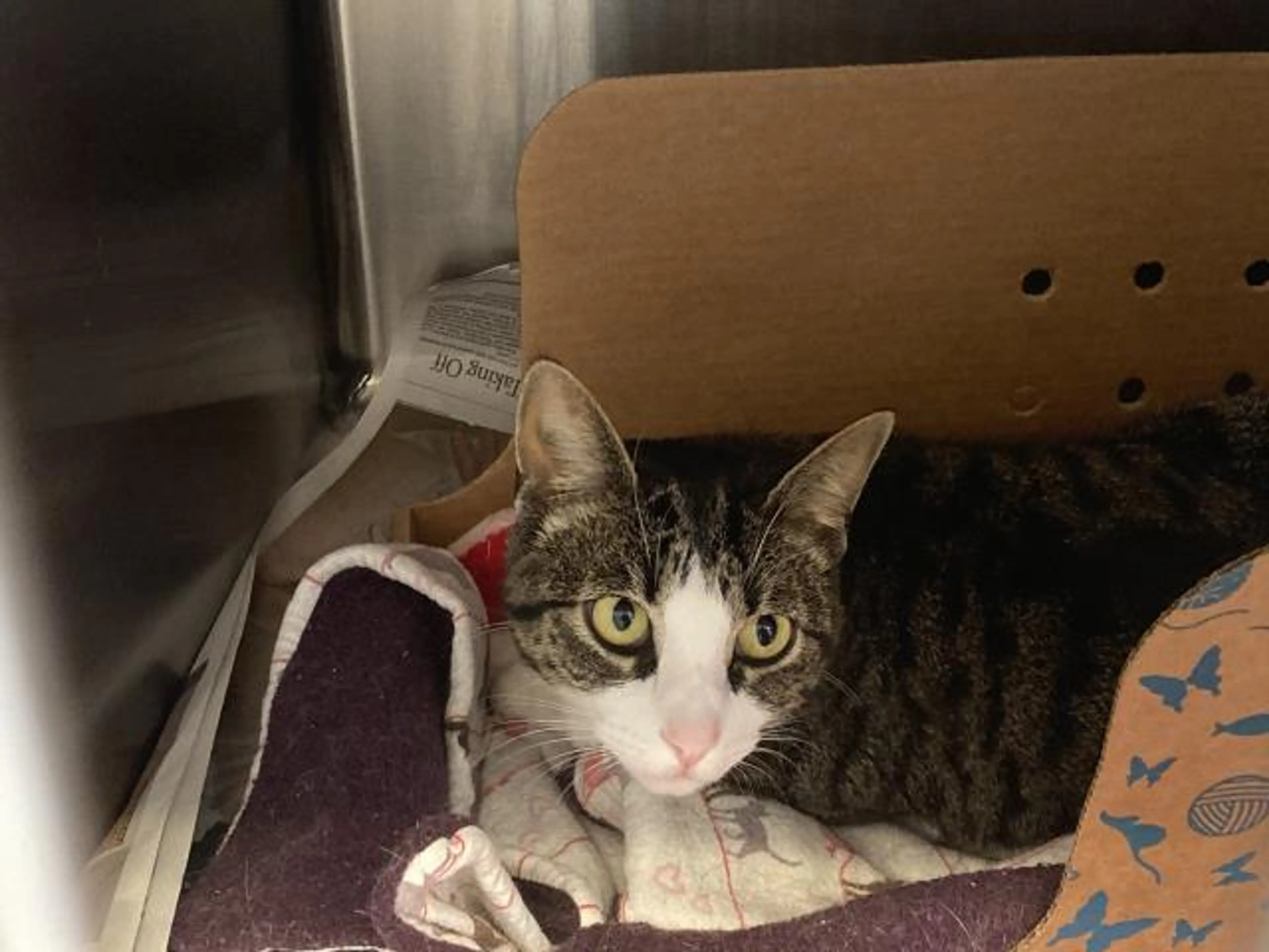 Found pet