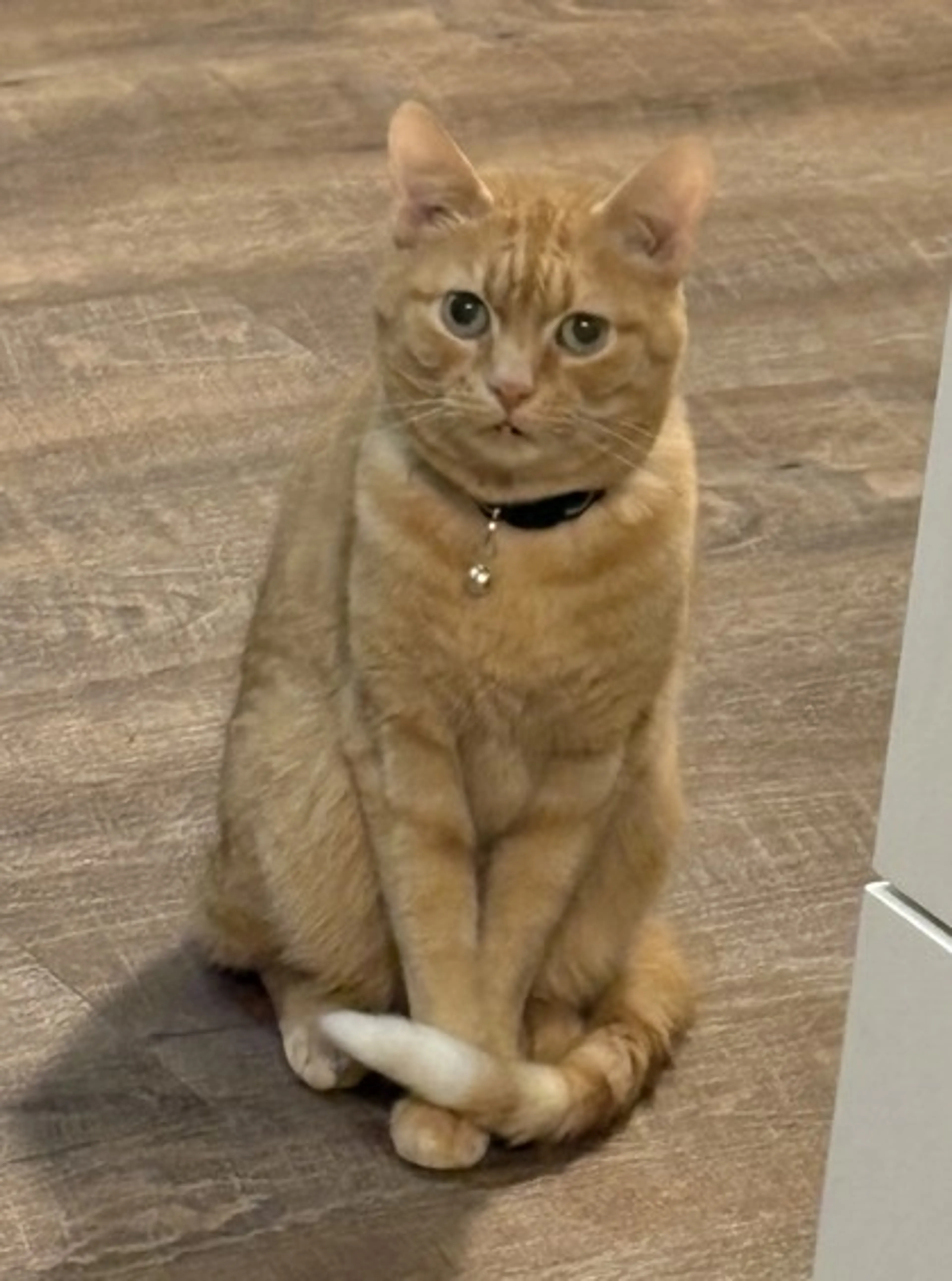 Found pet