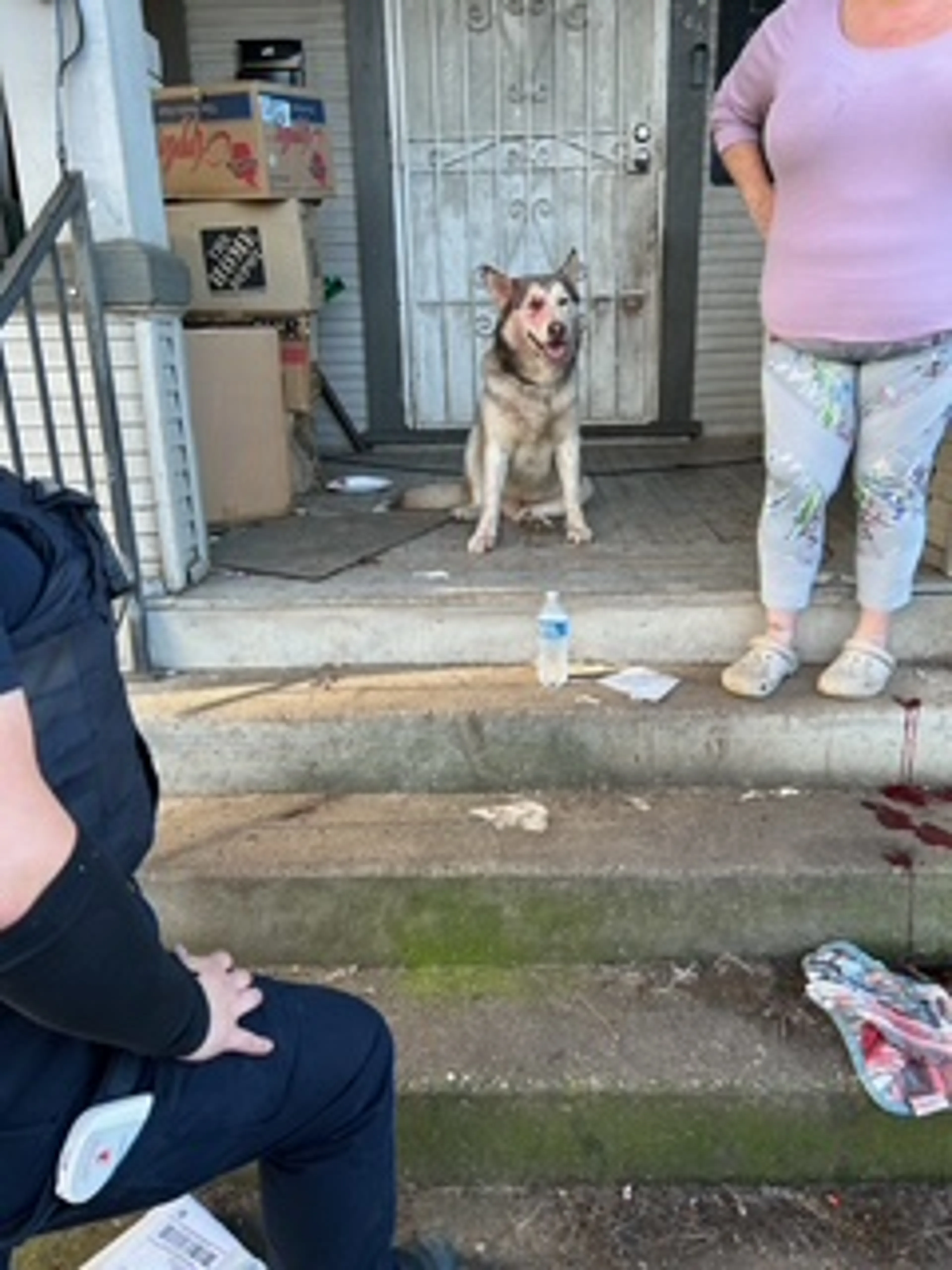 Found pet