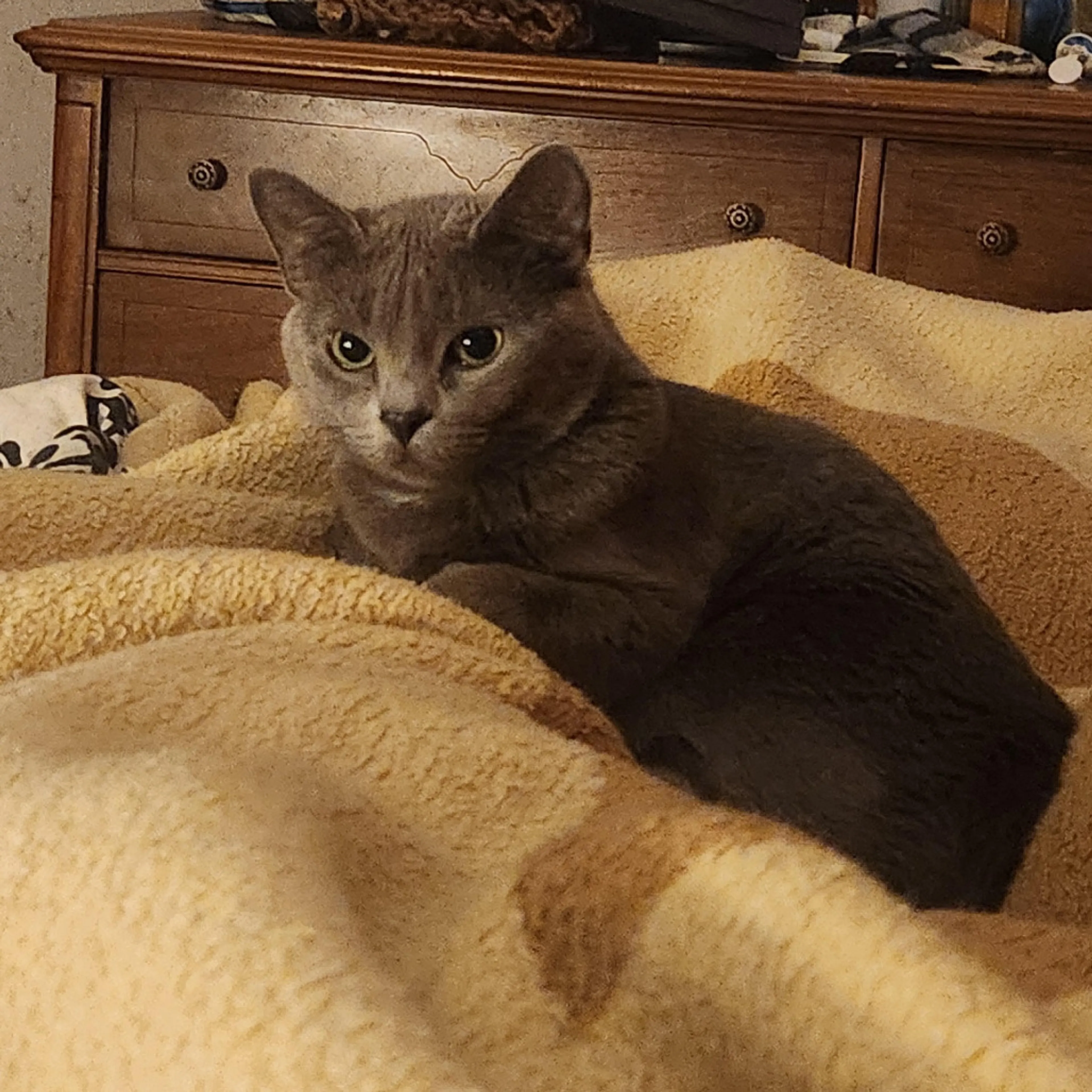 Found pet-1