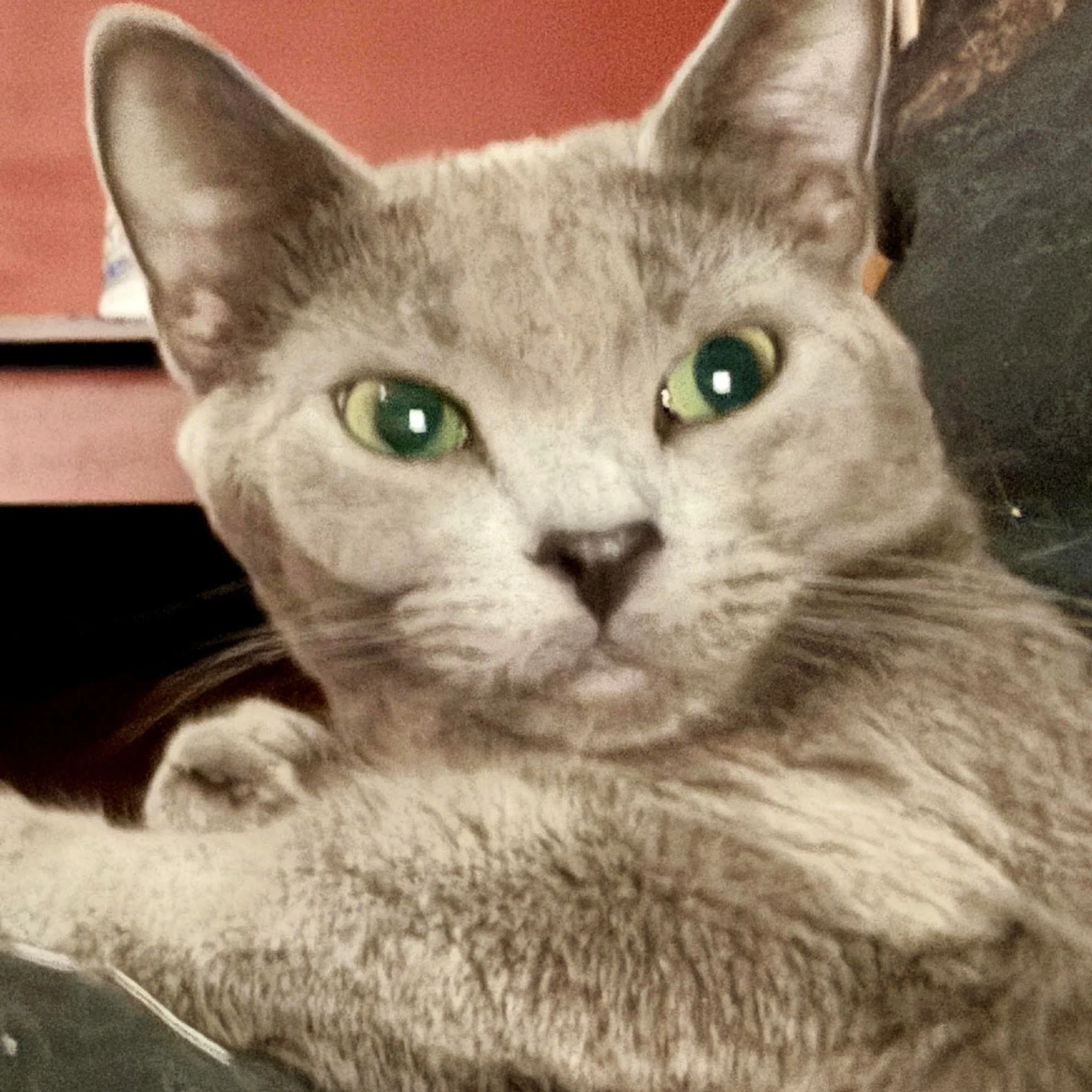Found pet-0