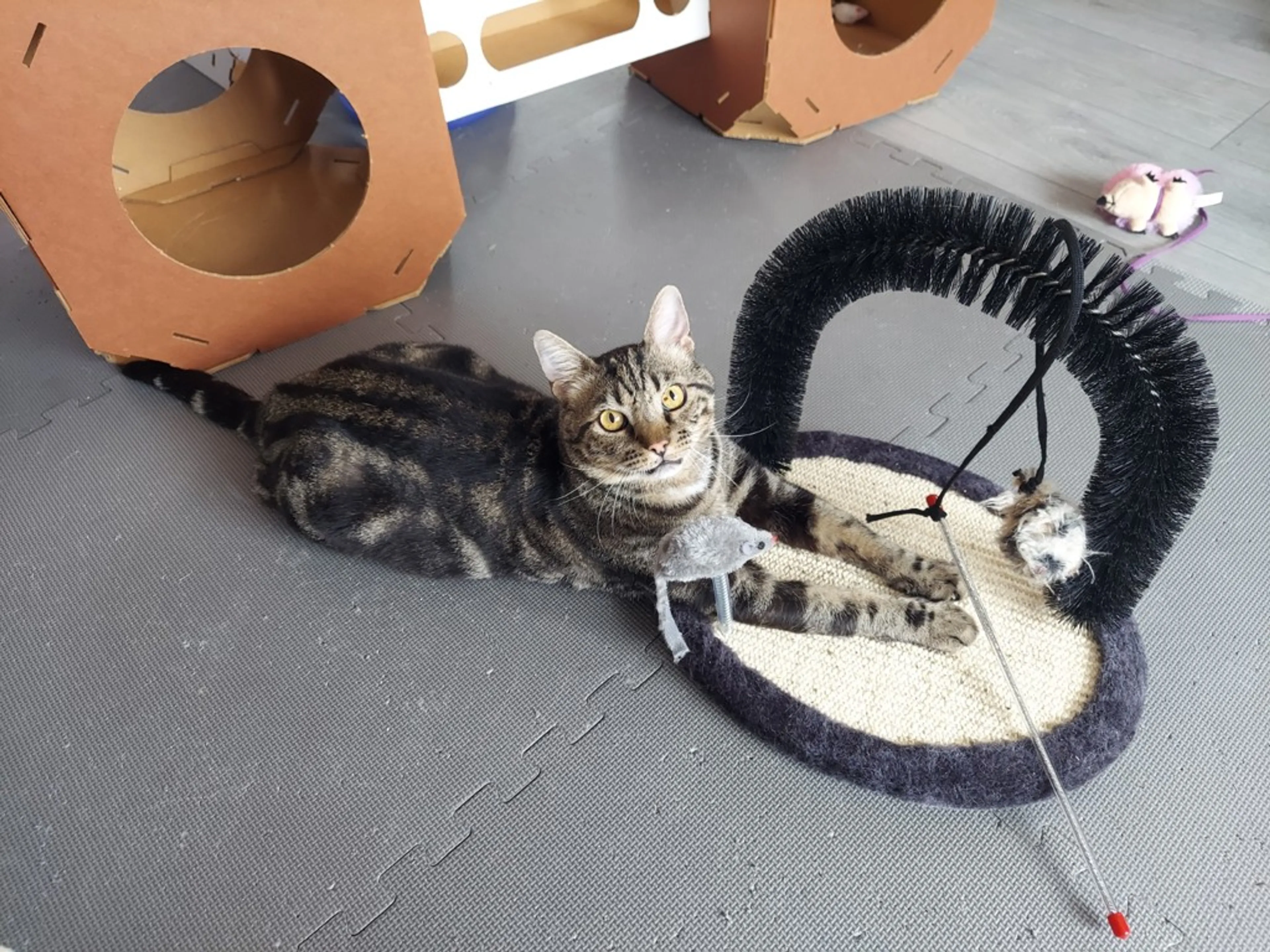 Found pet-0