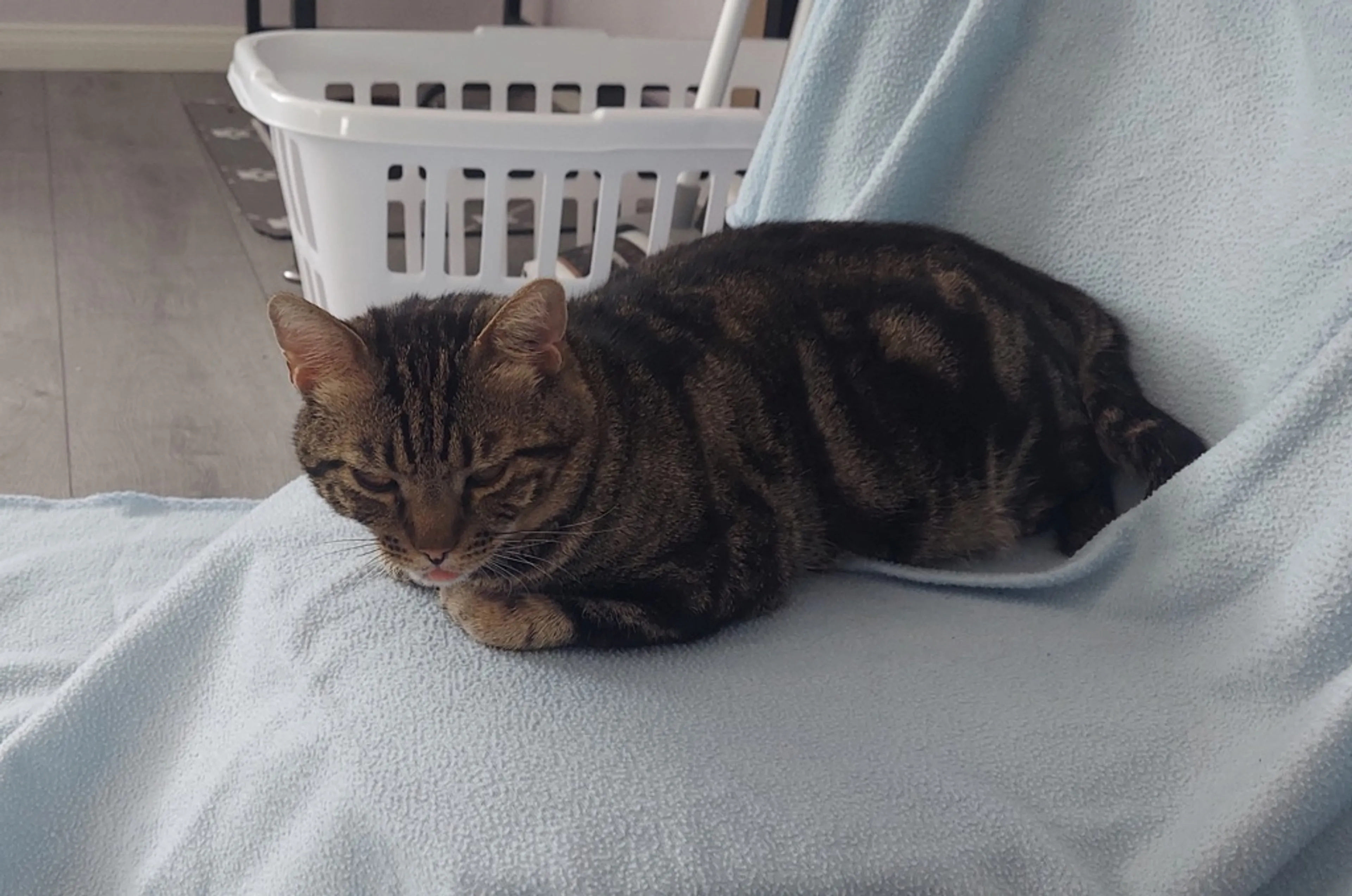 Found pet-3