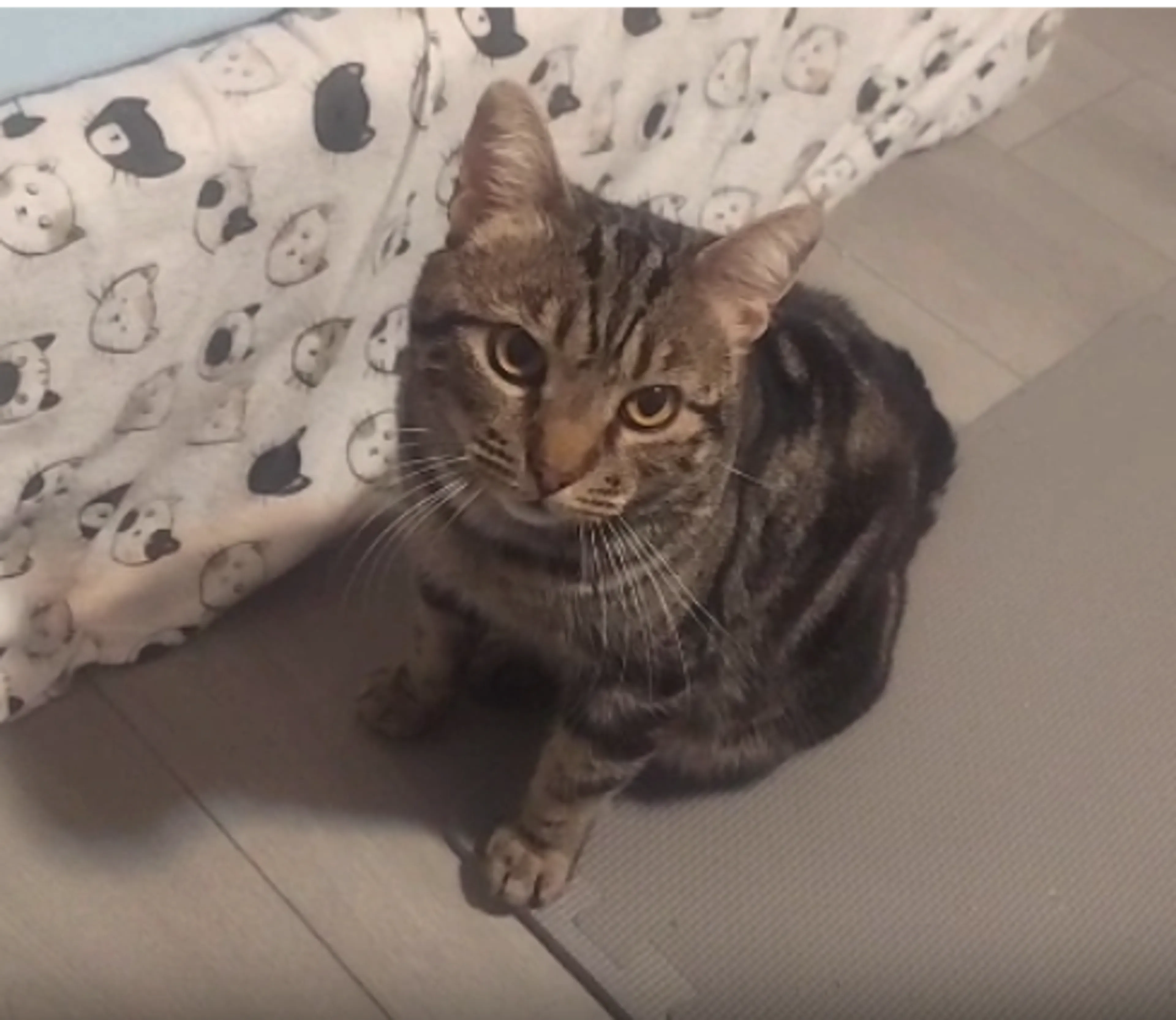 Found pet-2