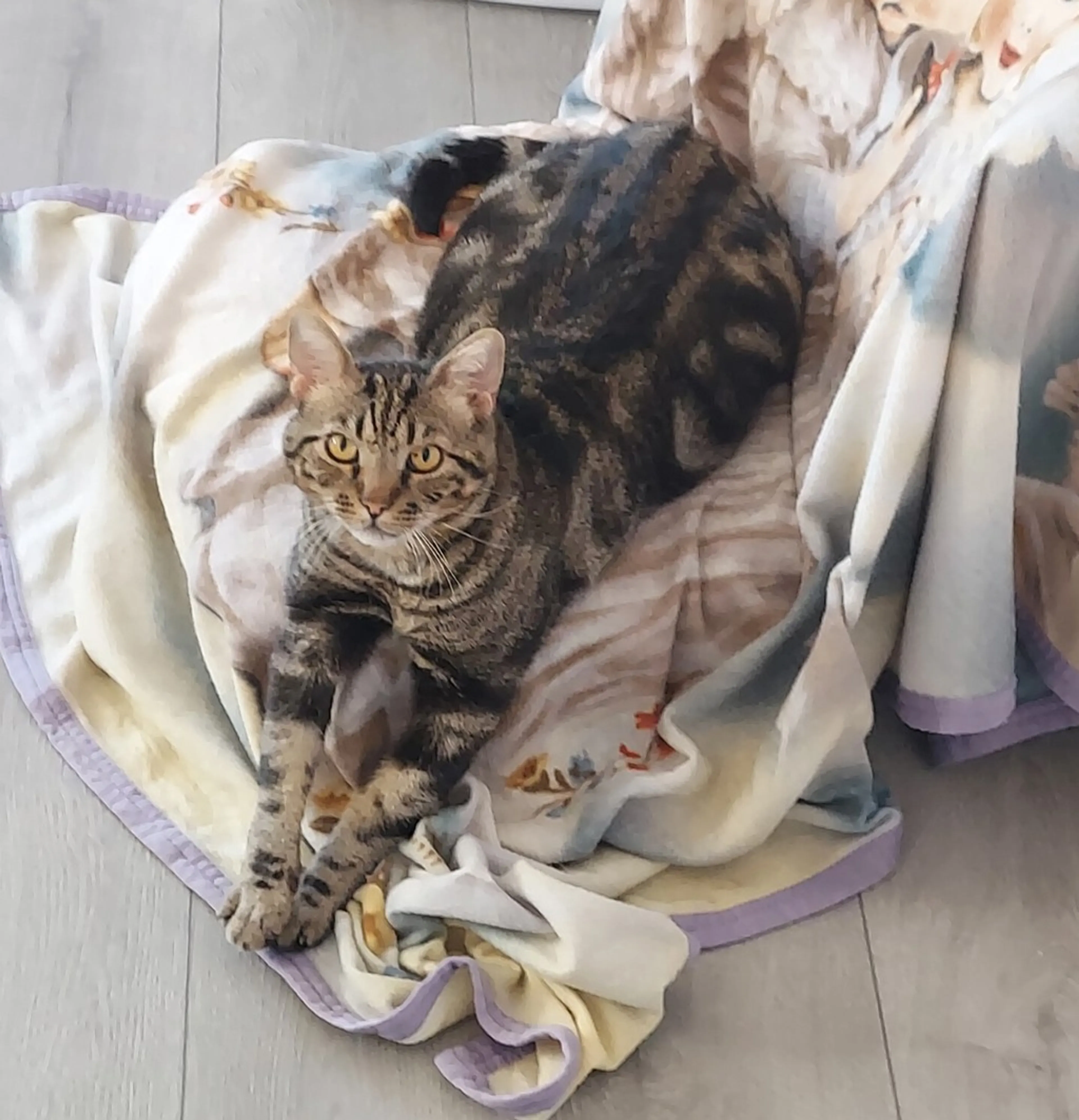 Found pet-1