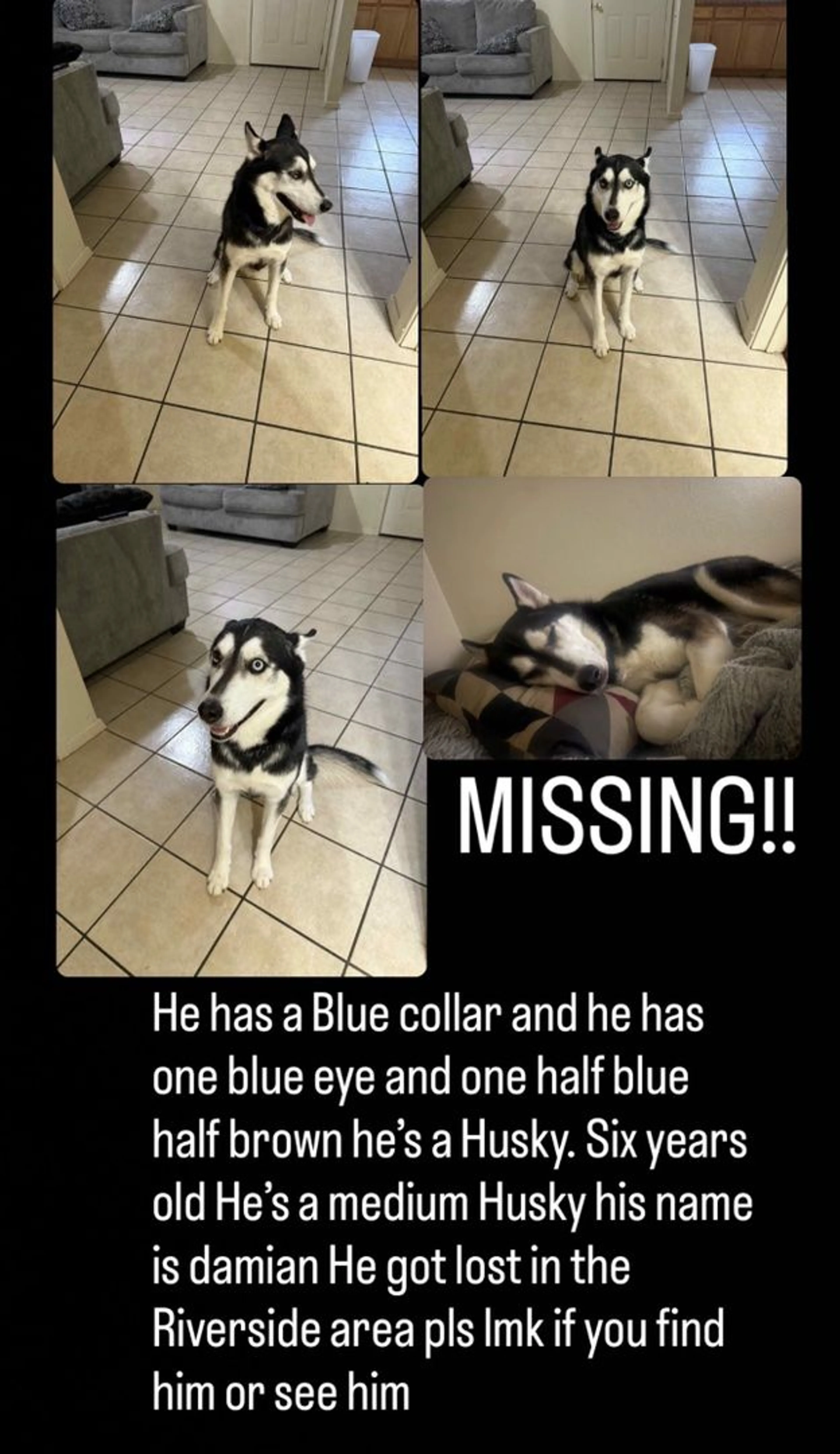 Lost pet