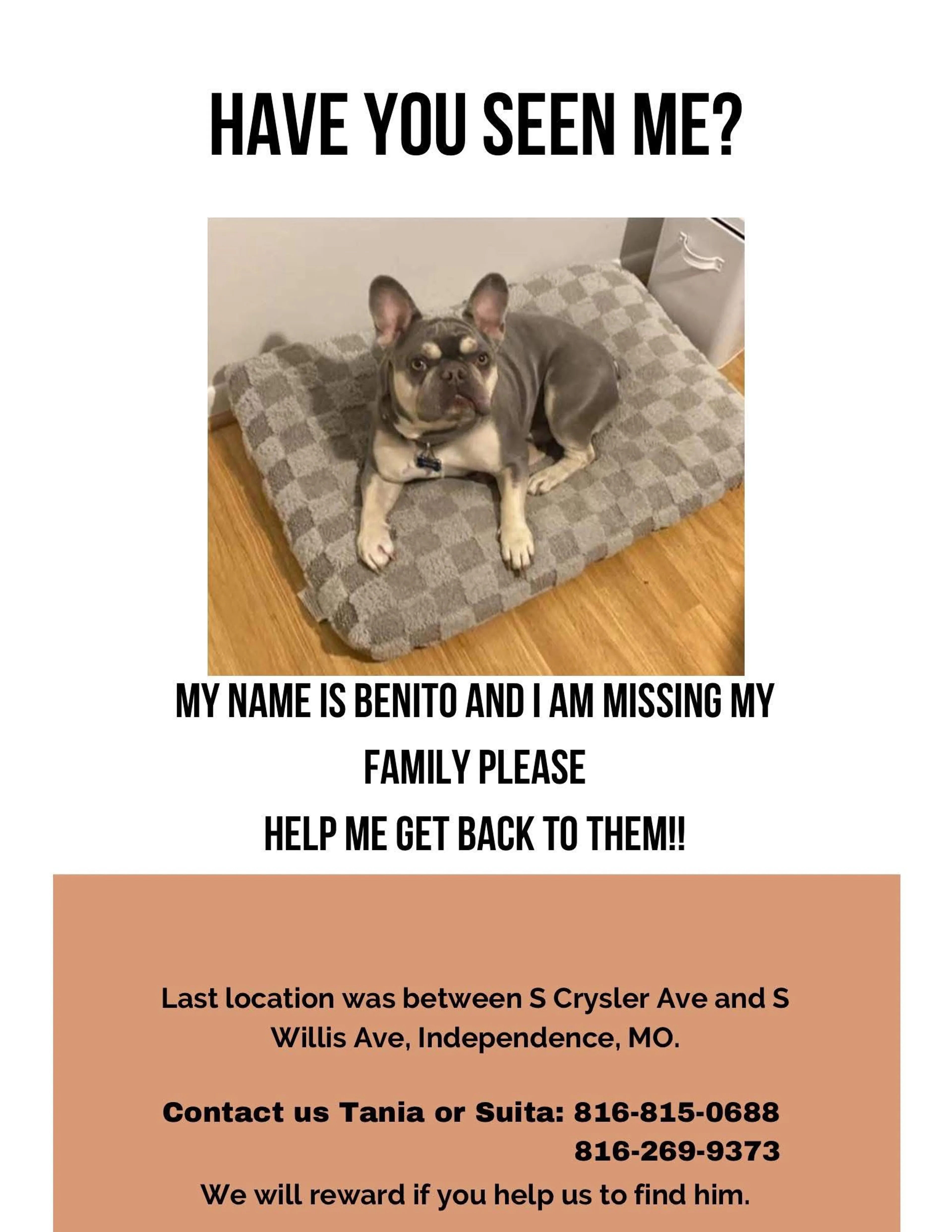 Lost pet
