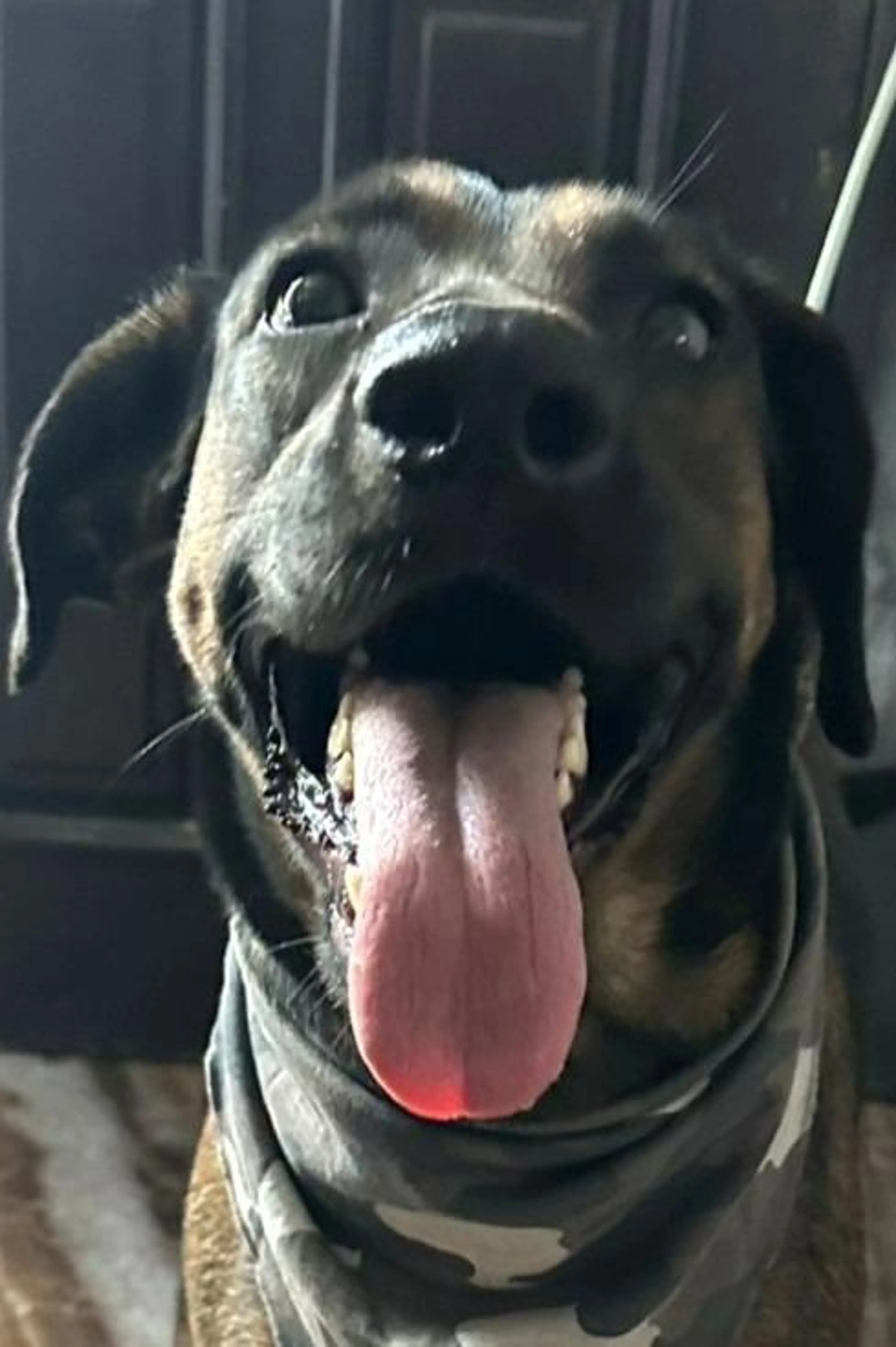 Found pet-2