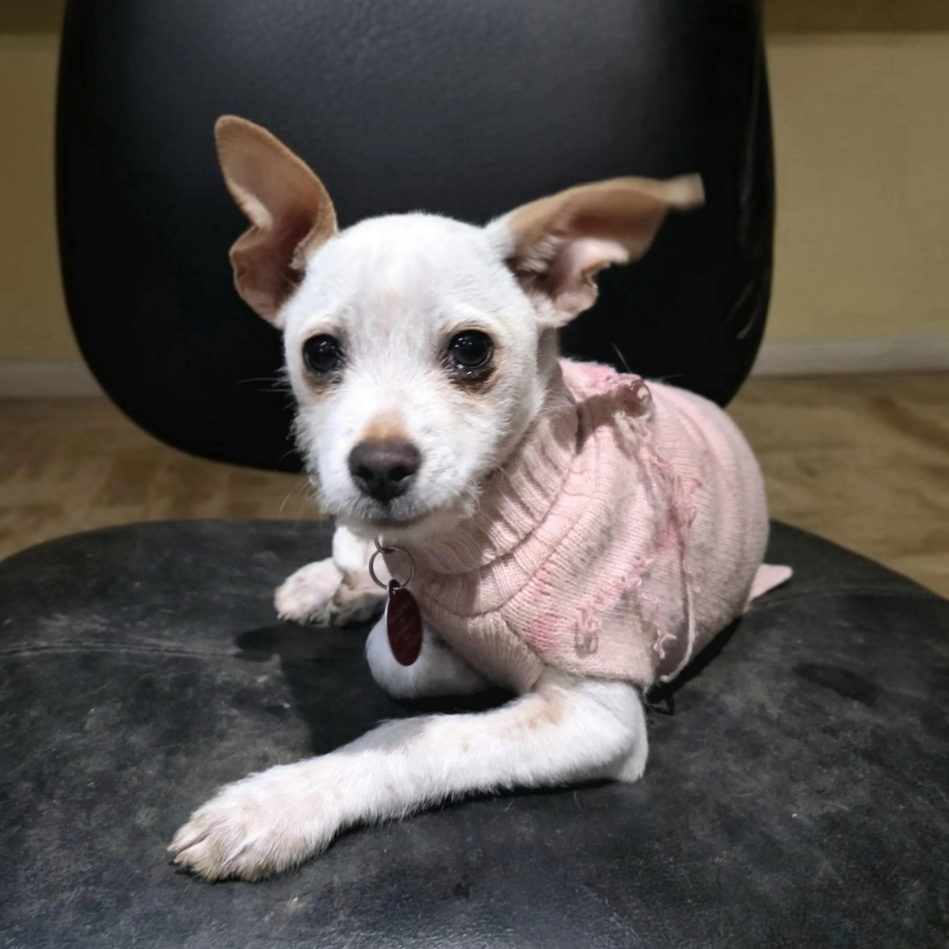 Found pet-4