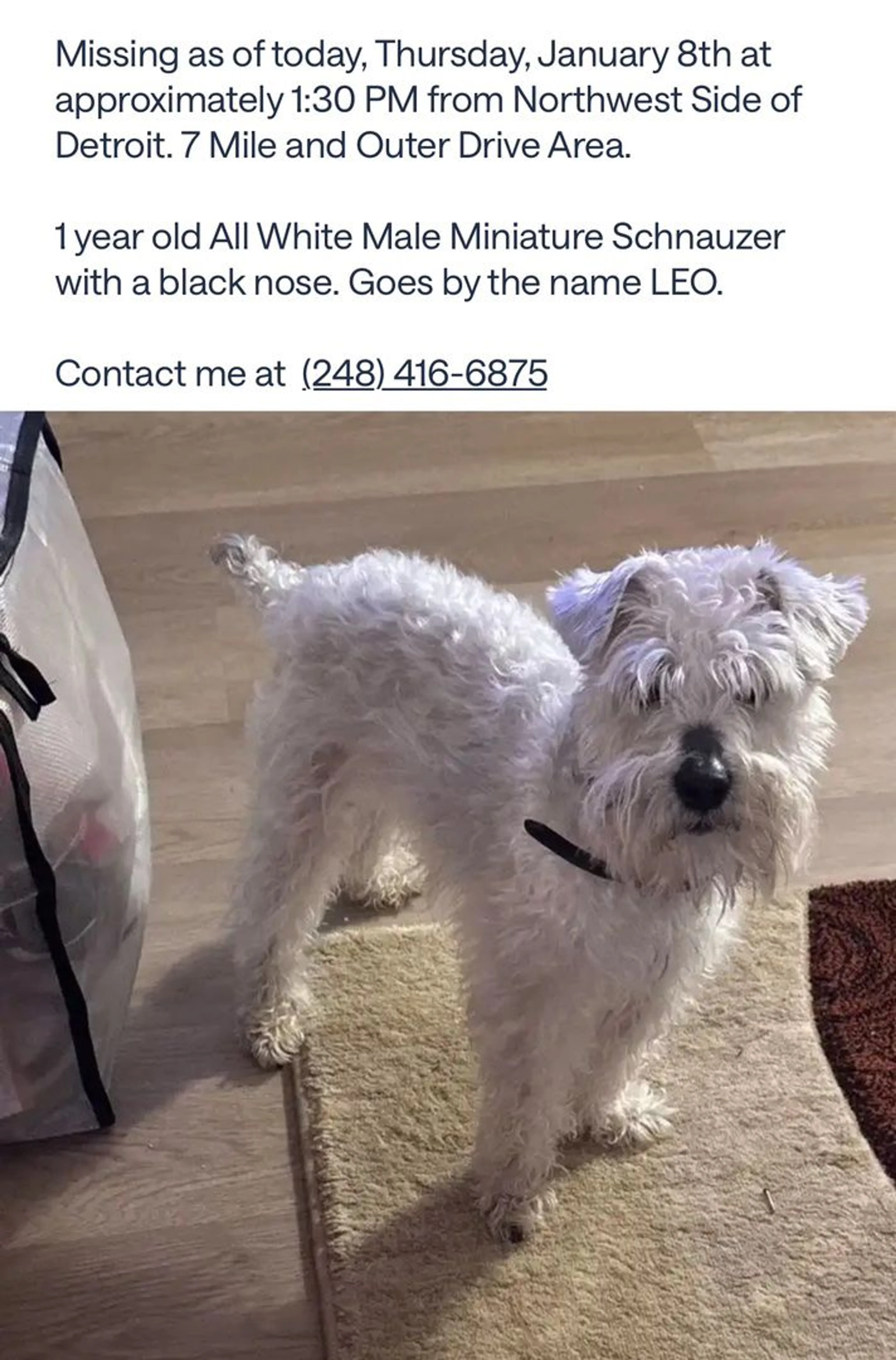 Lost pet