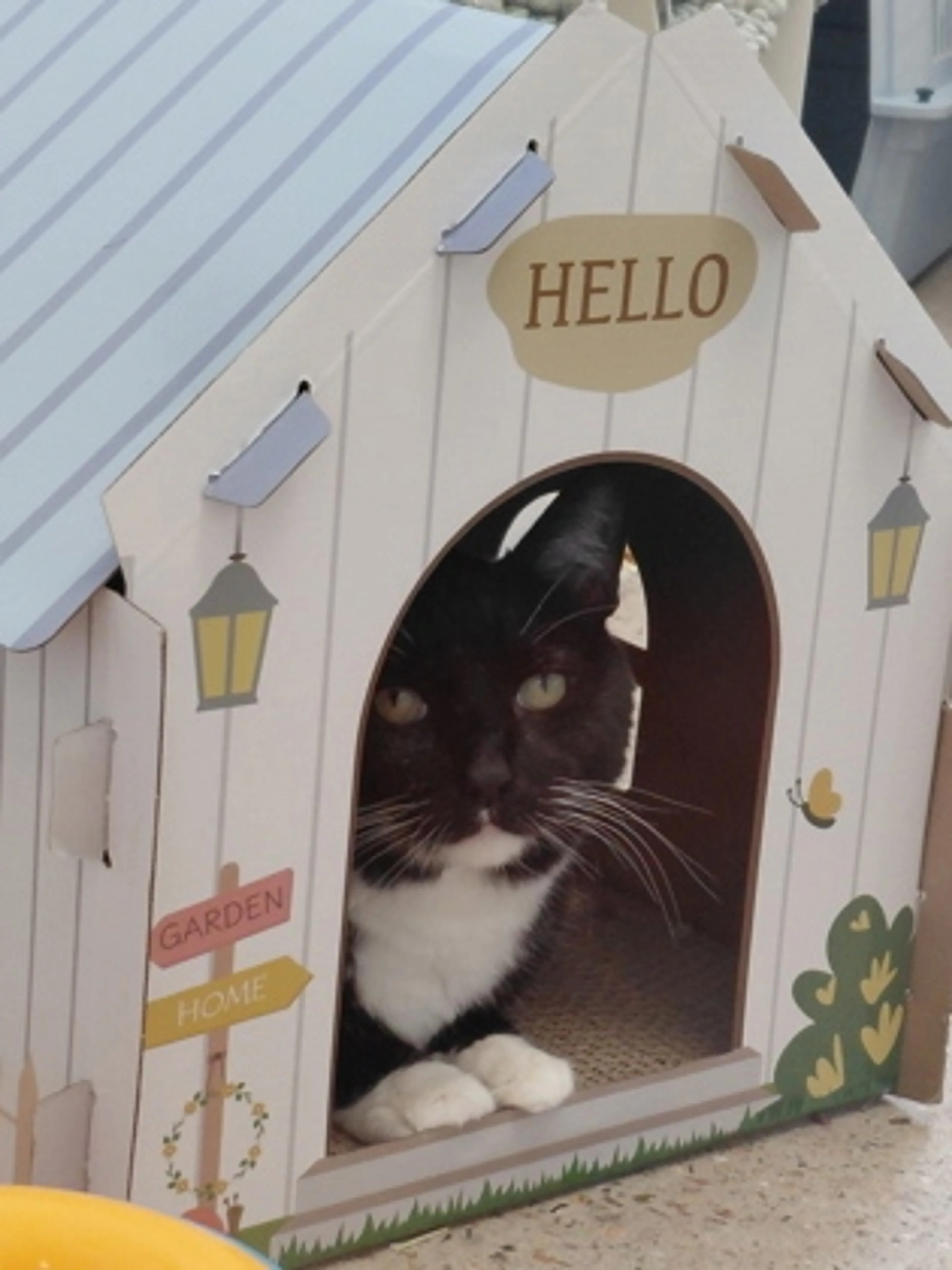 Found pet-2