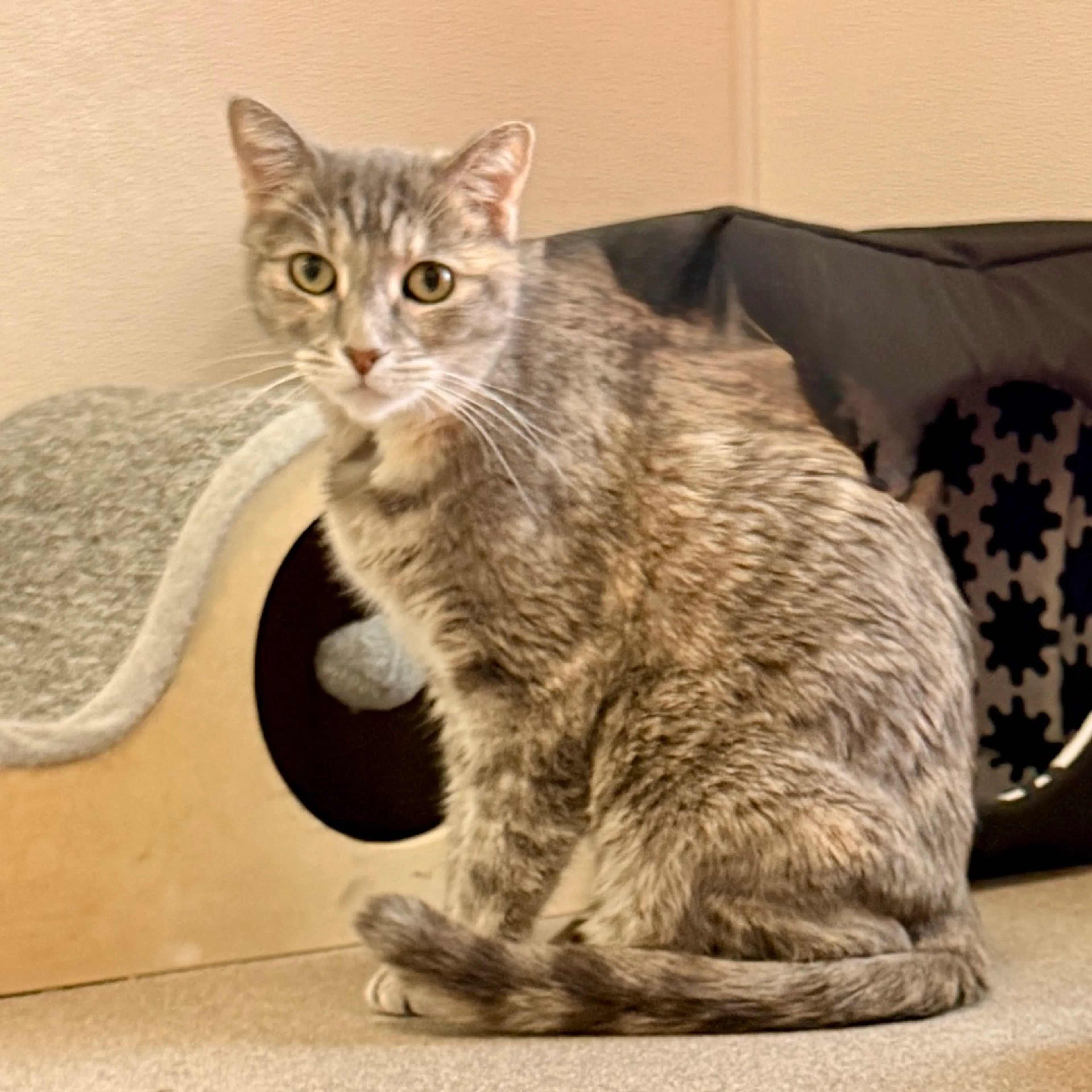 Found pet-1