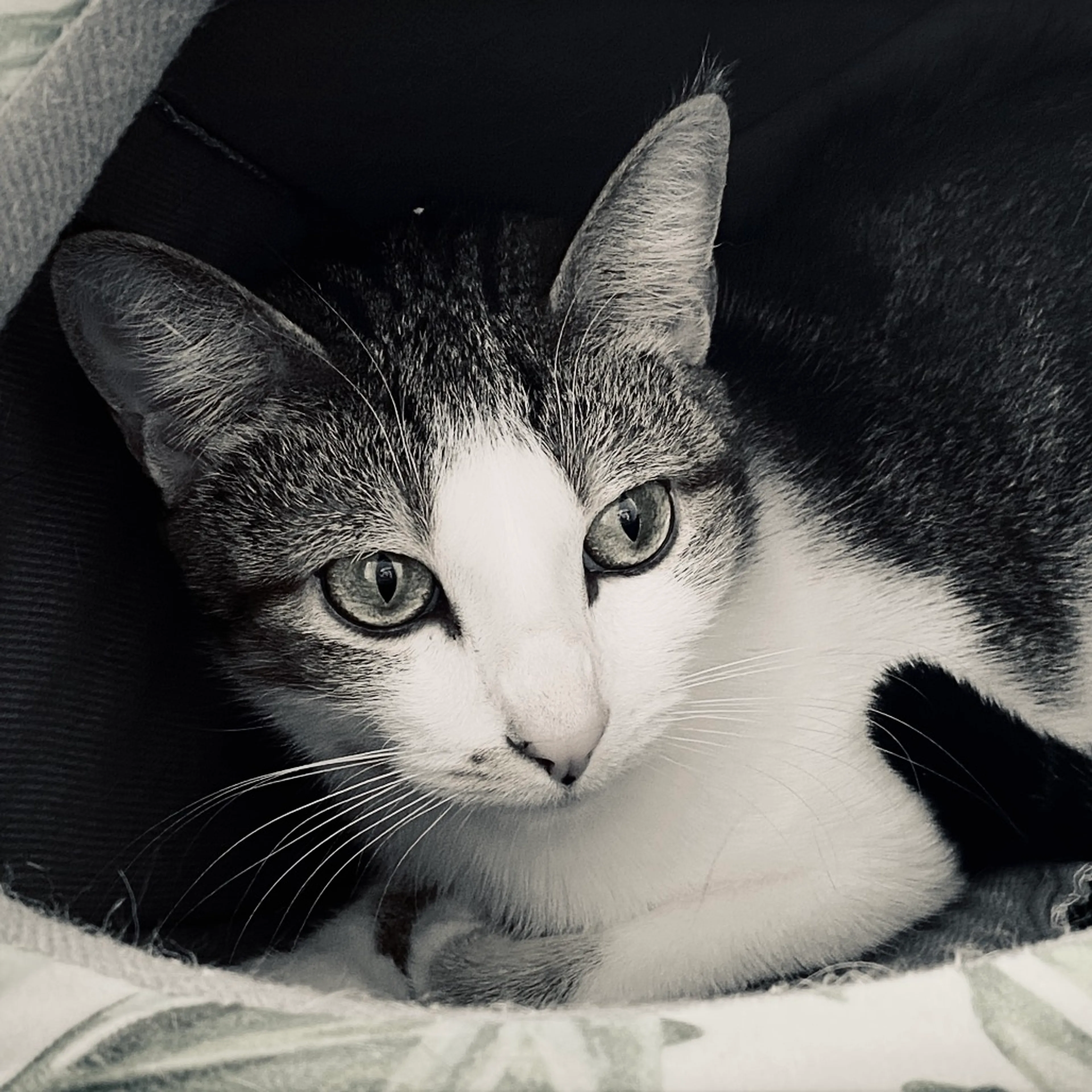 Found pet-6