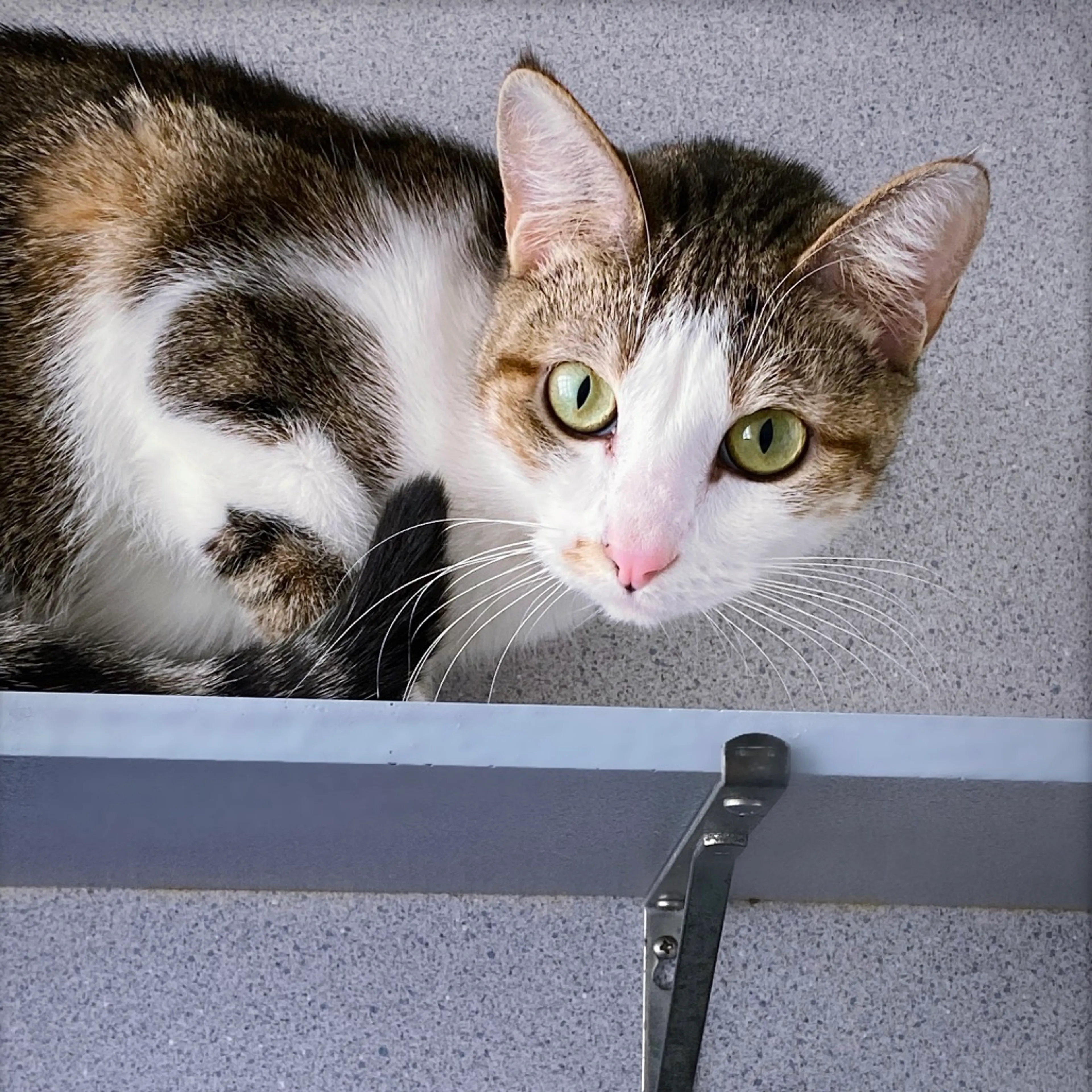 Found pet-2