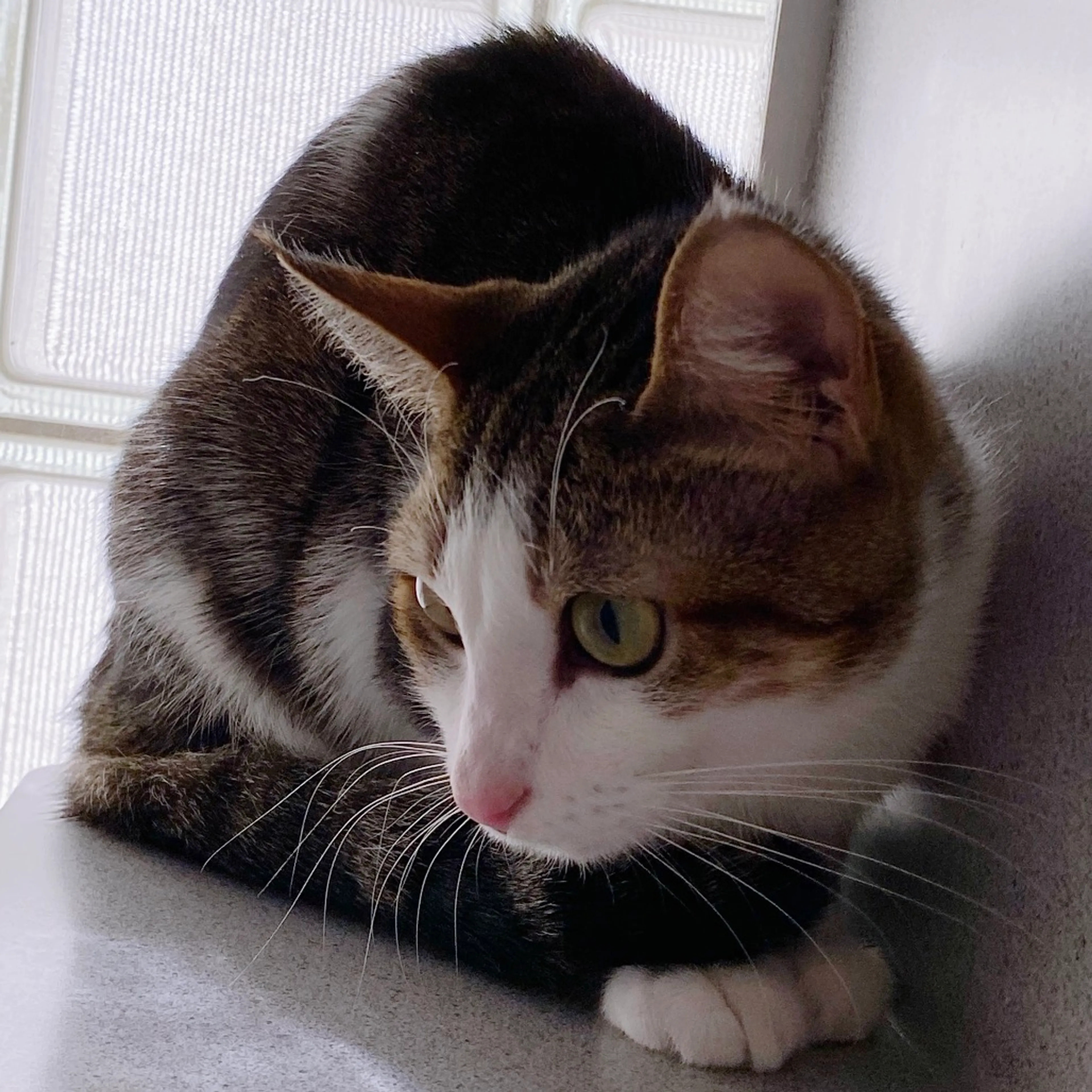 Found pet-4