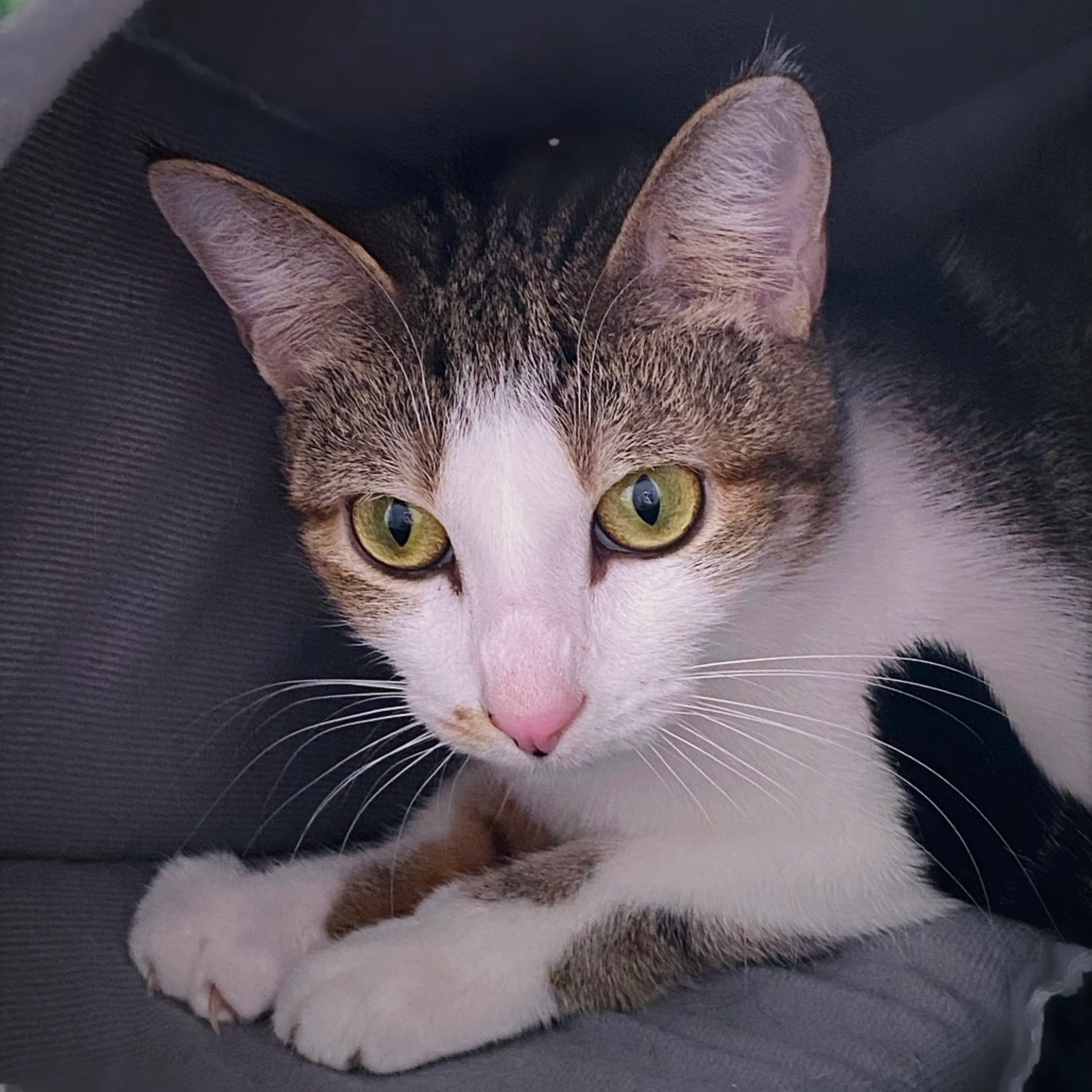 Found pet-7