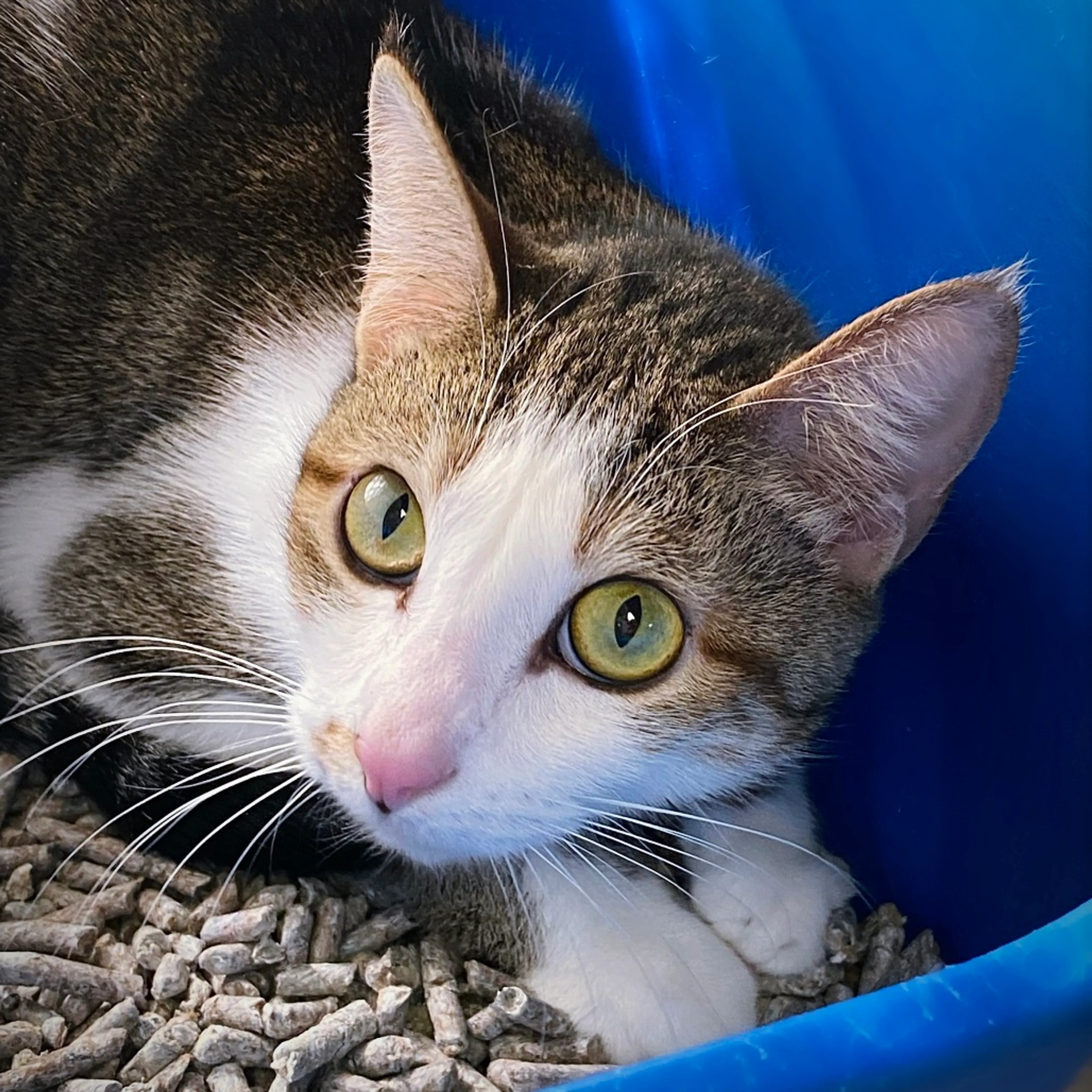 Found pet-3