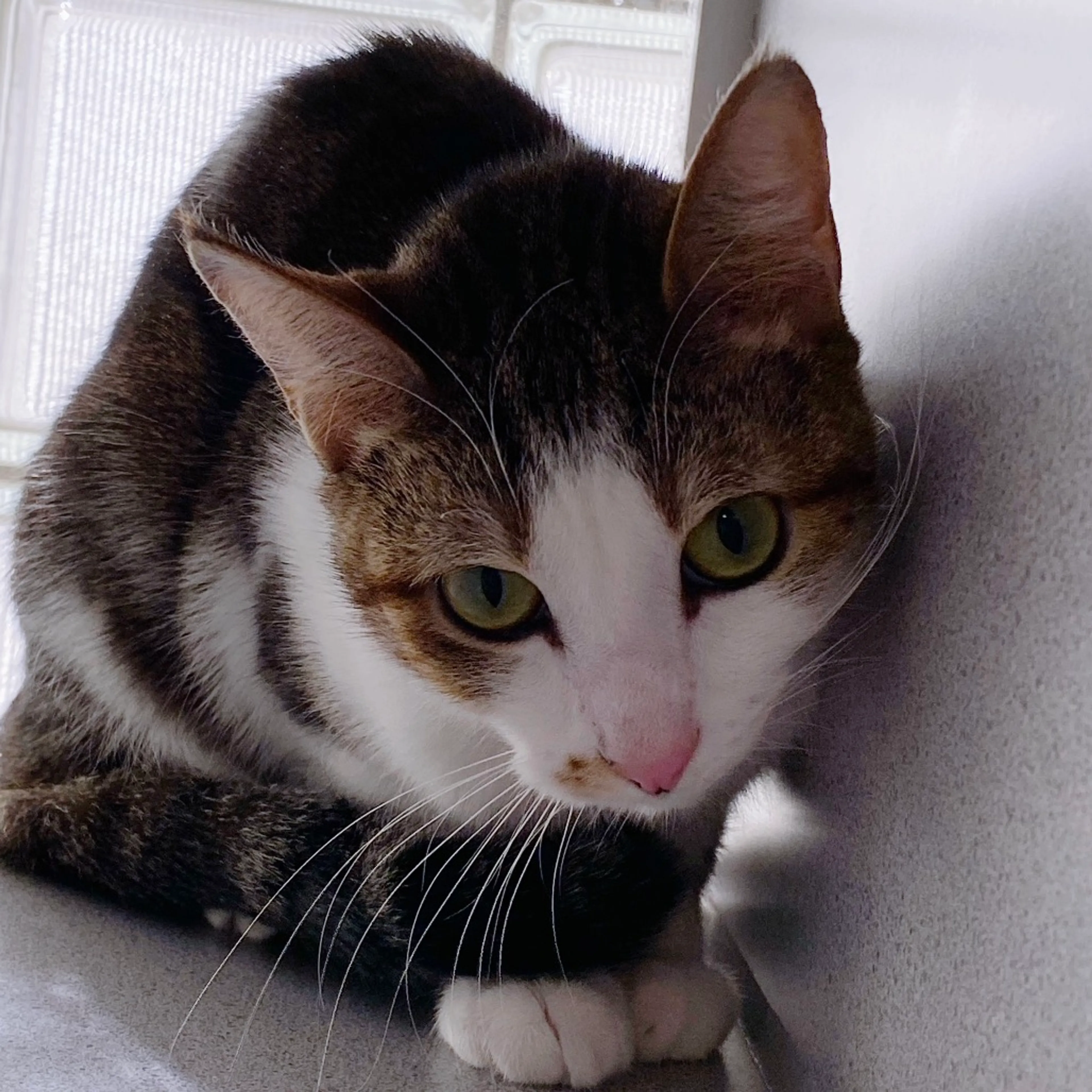 Found pet-5