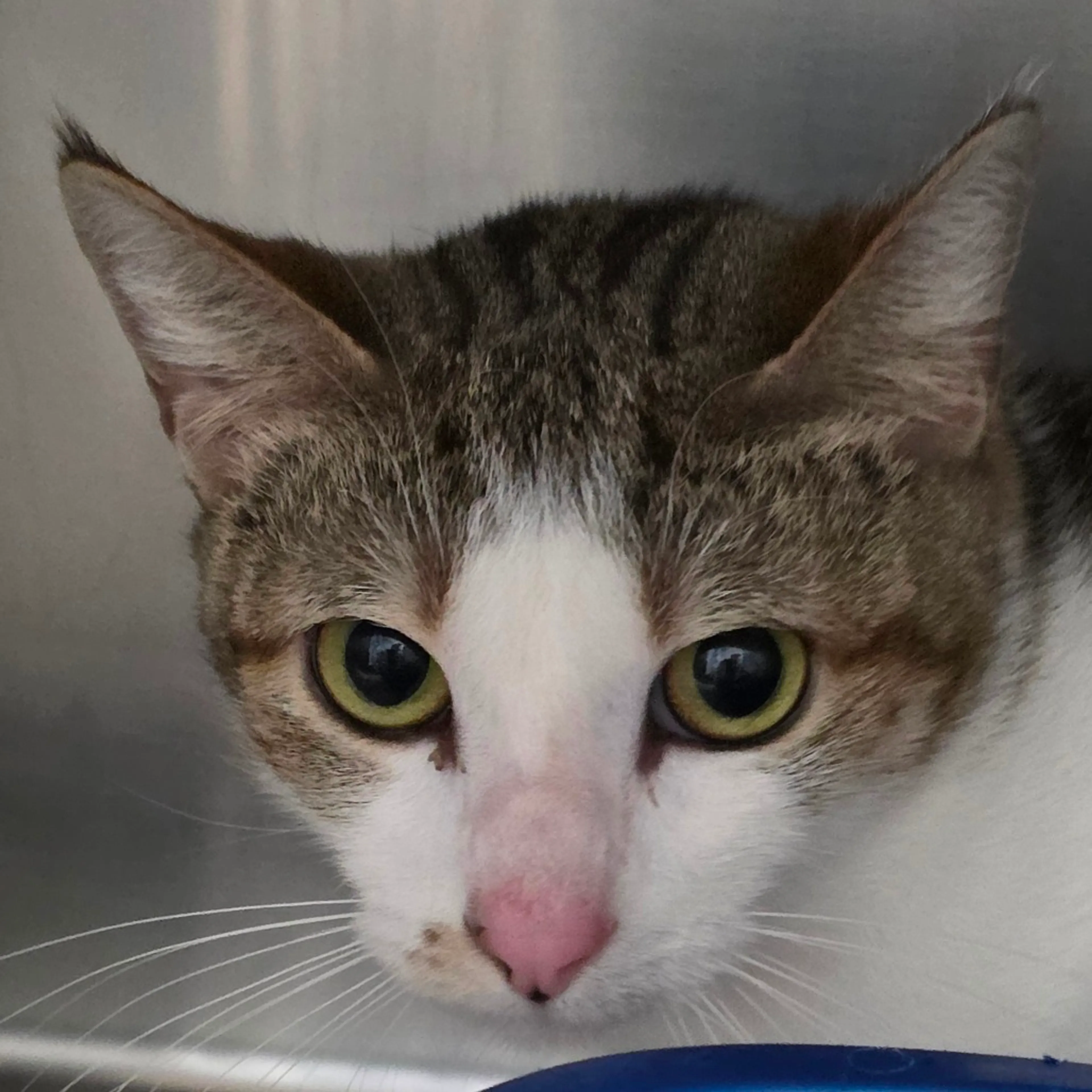 Found pet-1