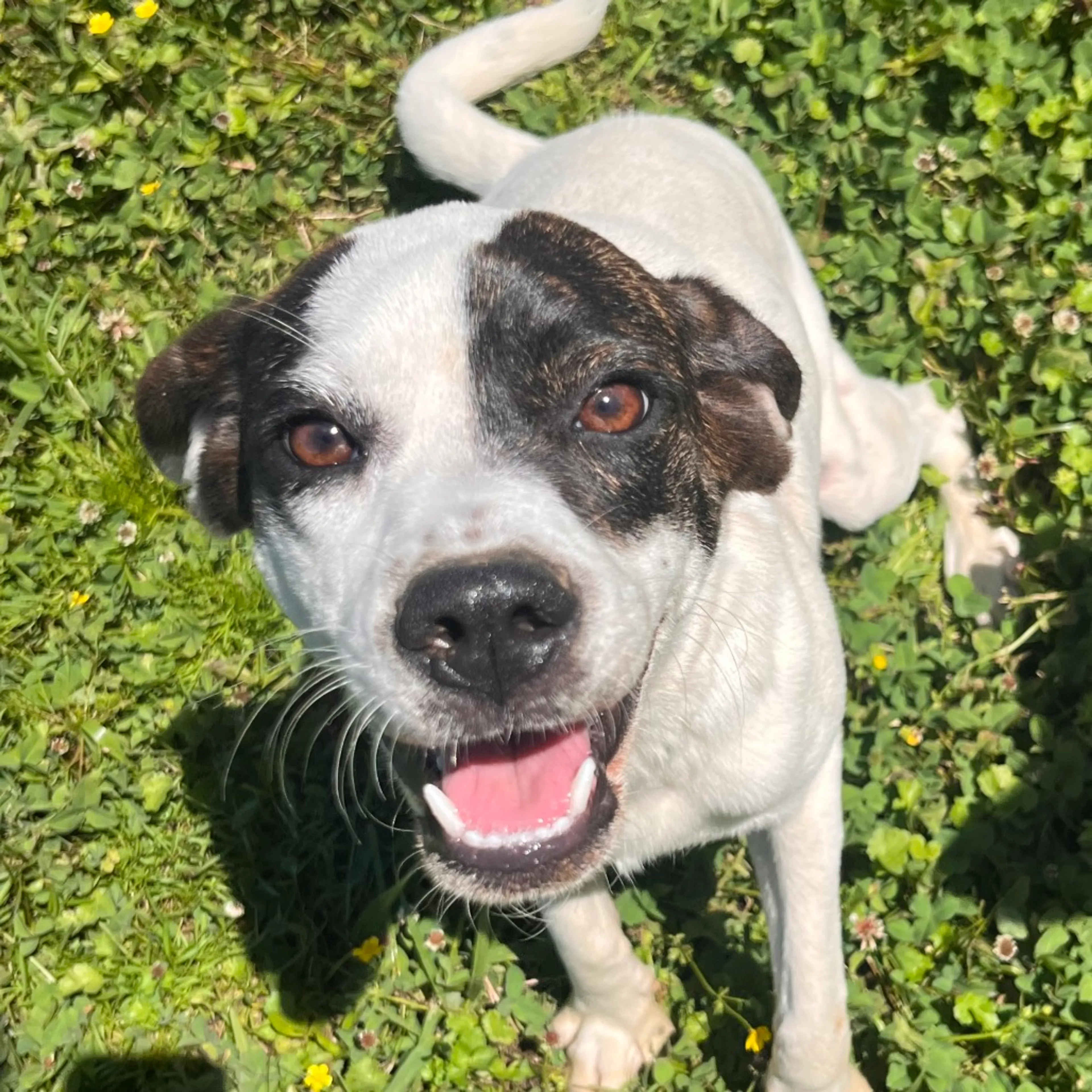 Found pet-7