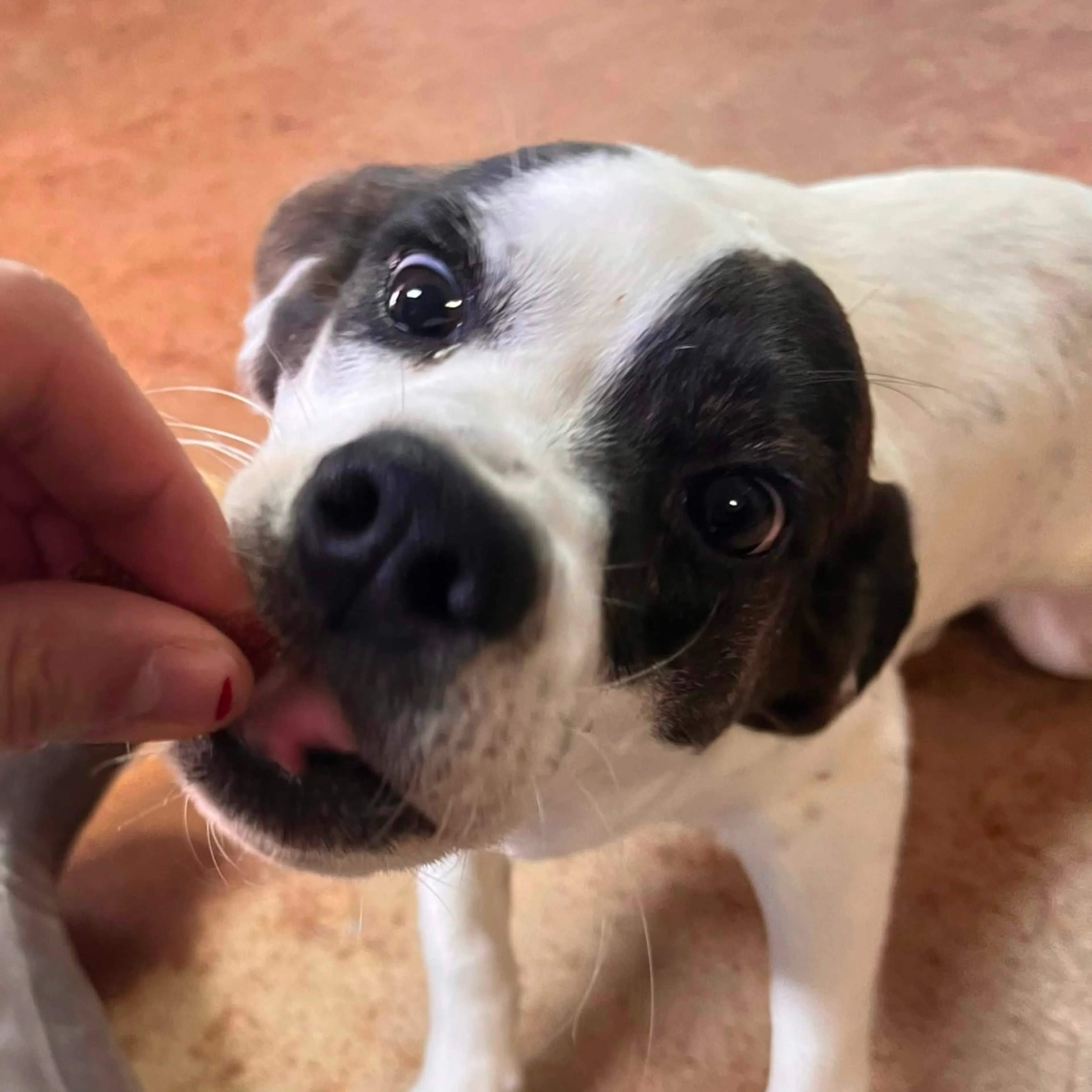 Found pet-2