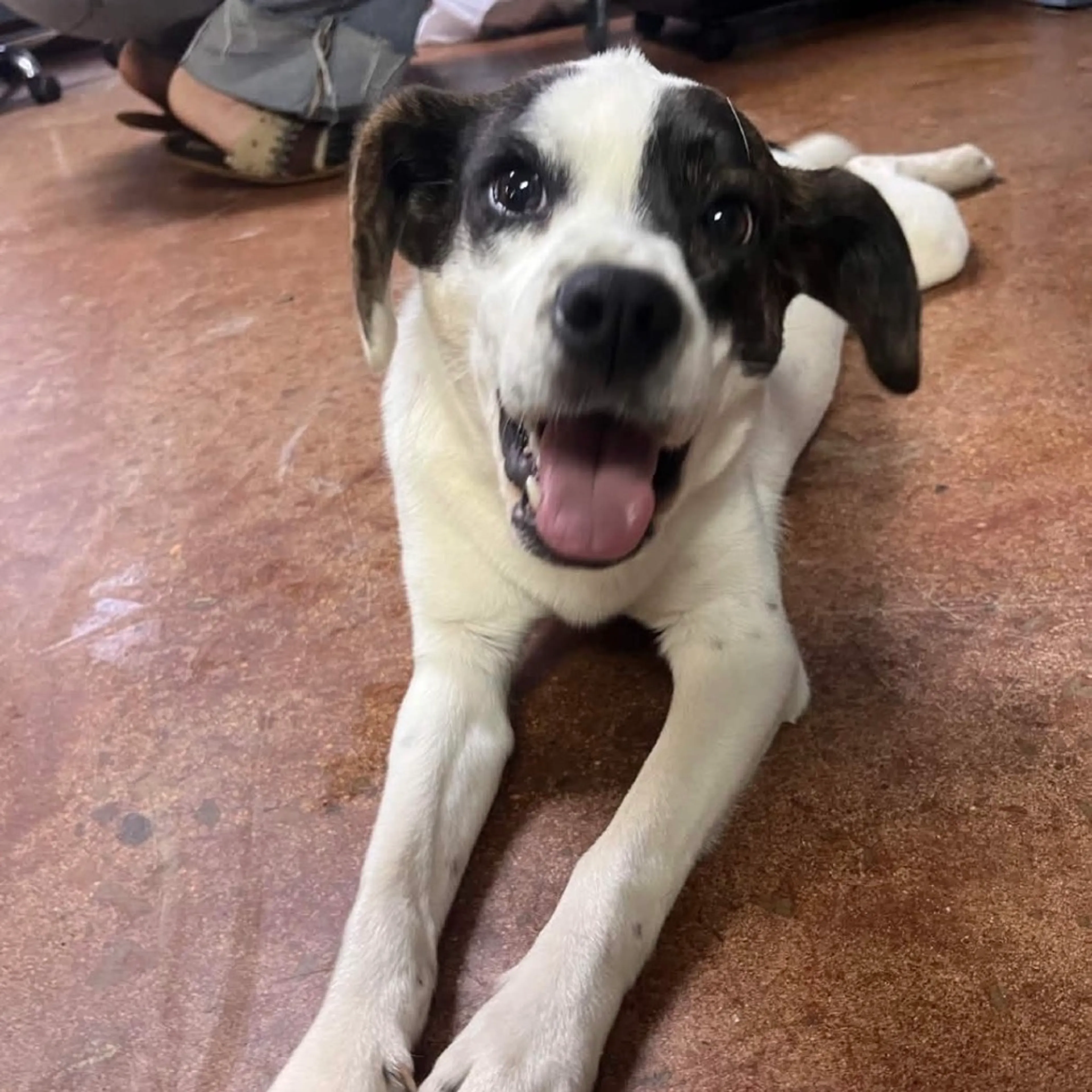 Found pet-4