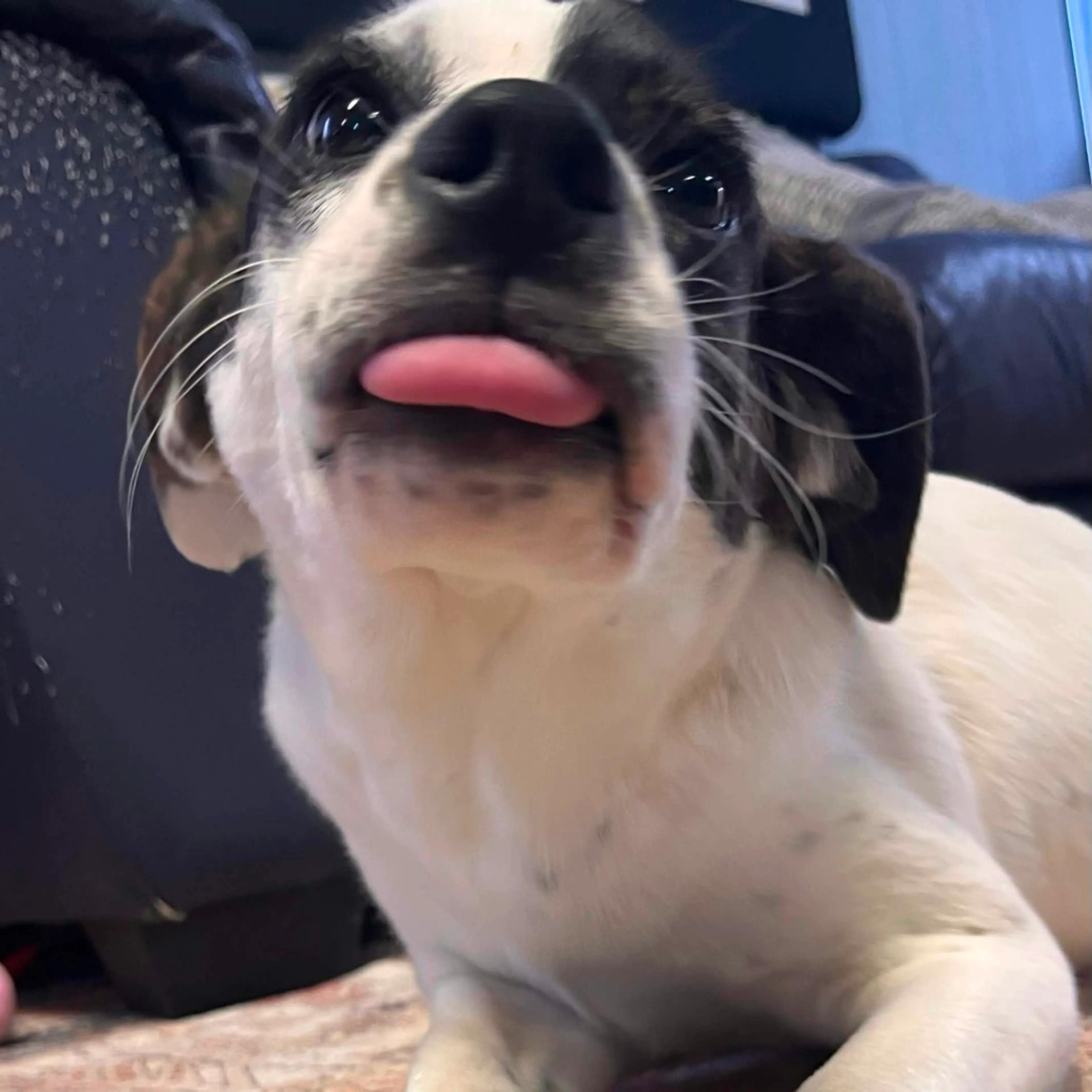 Found pet-6