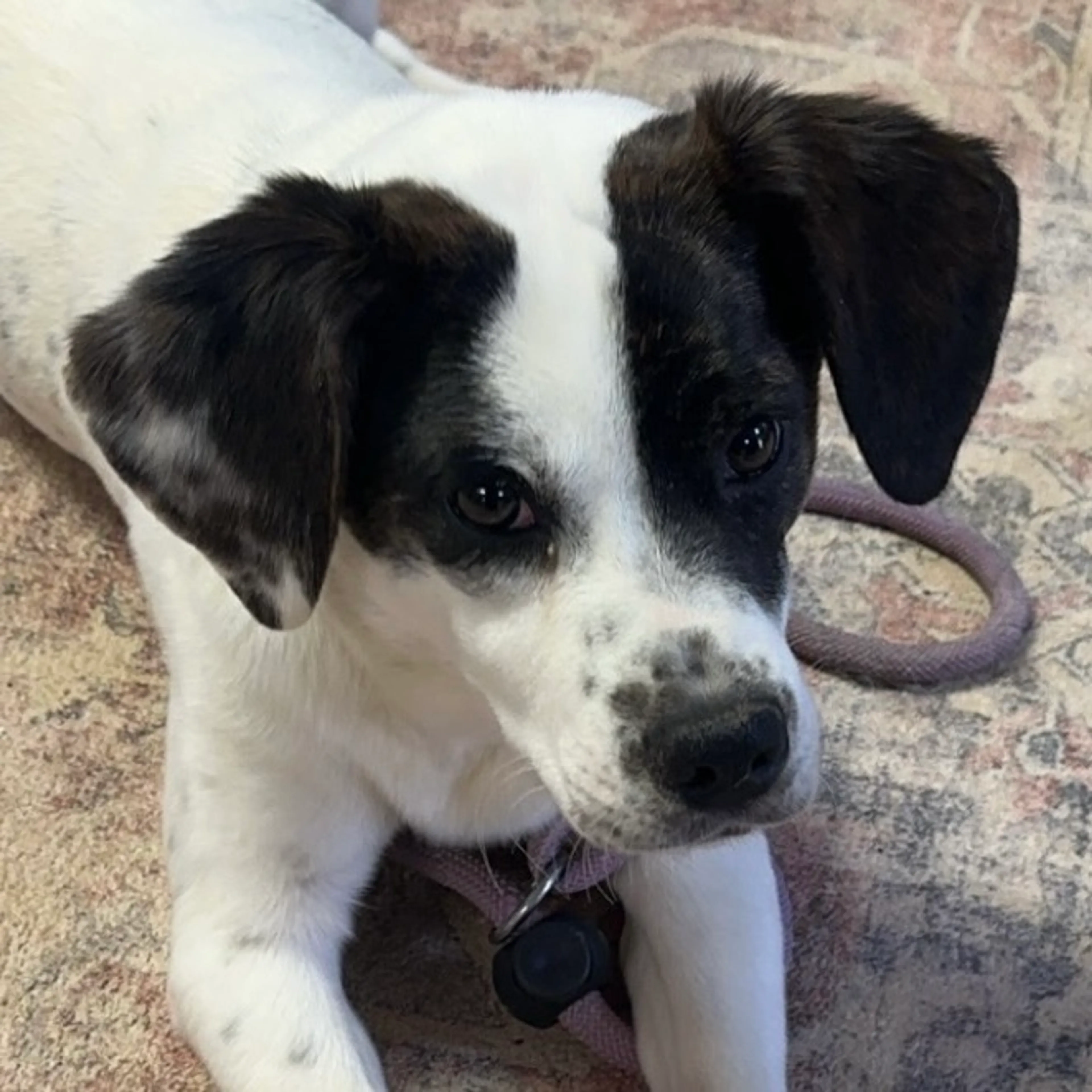 Found pet-1