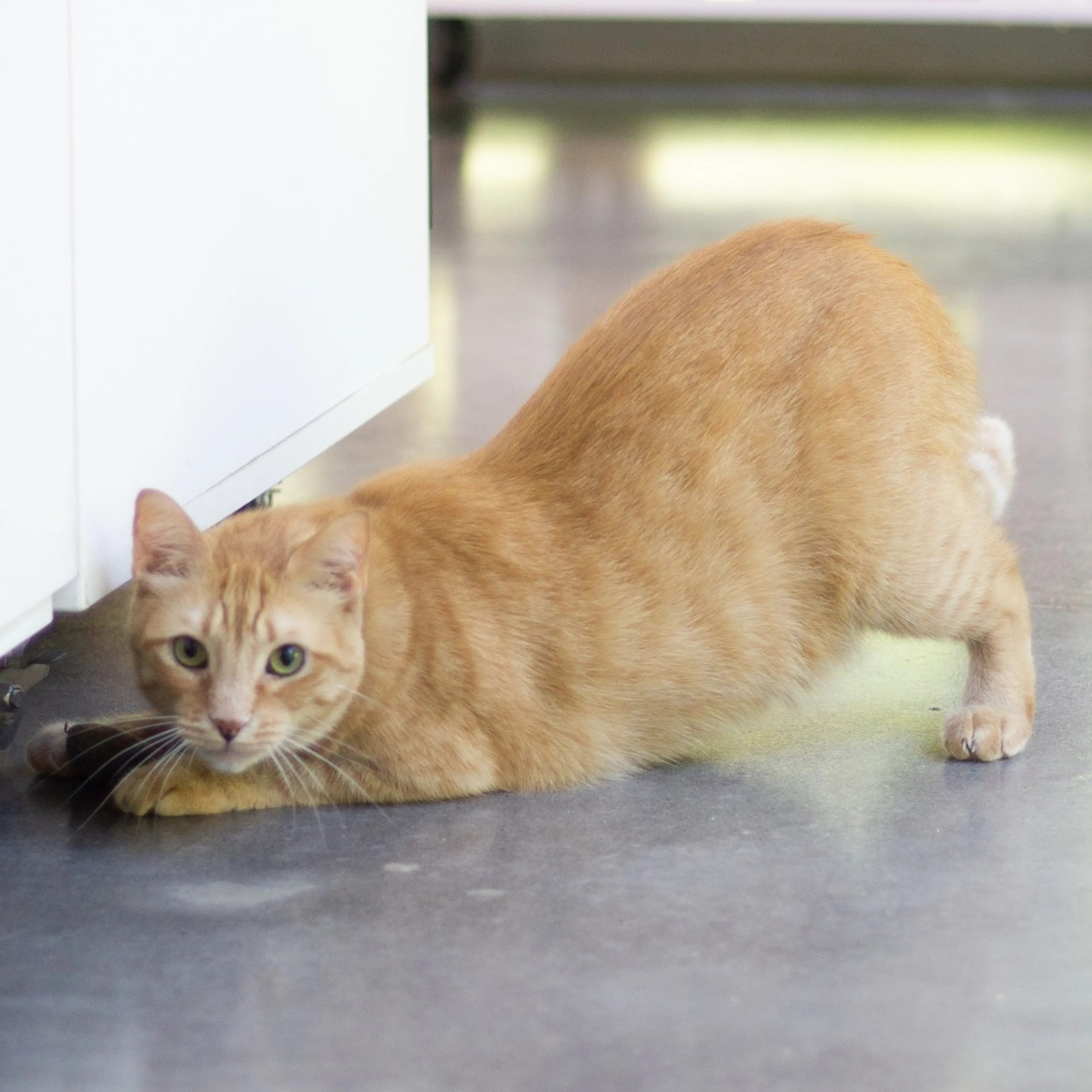 Found pet-7