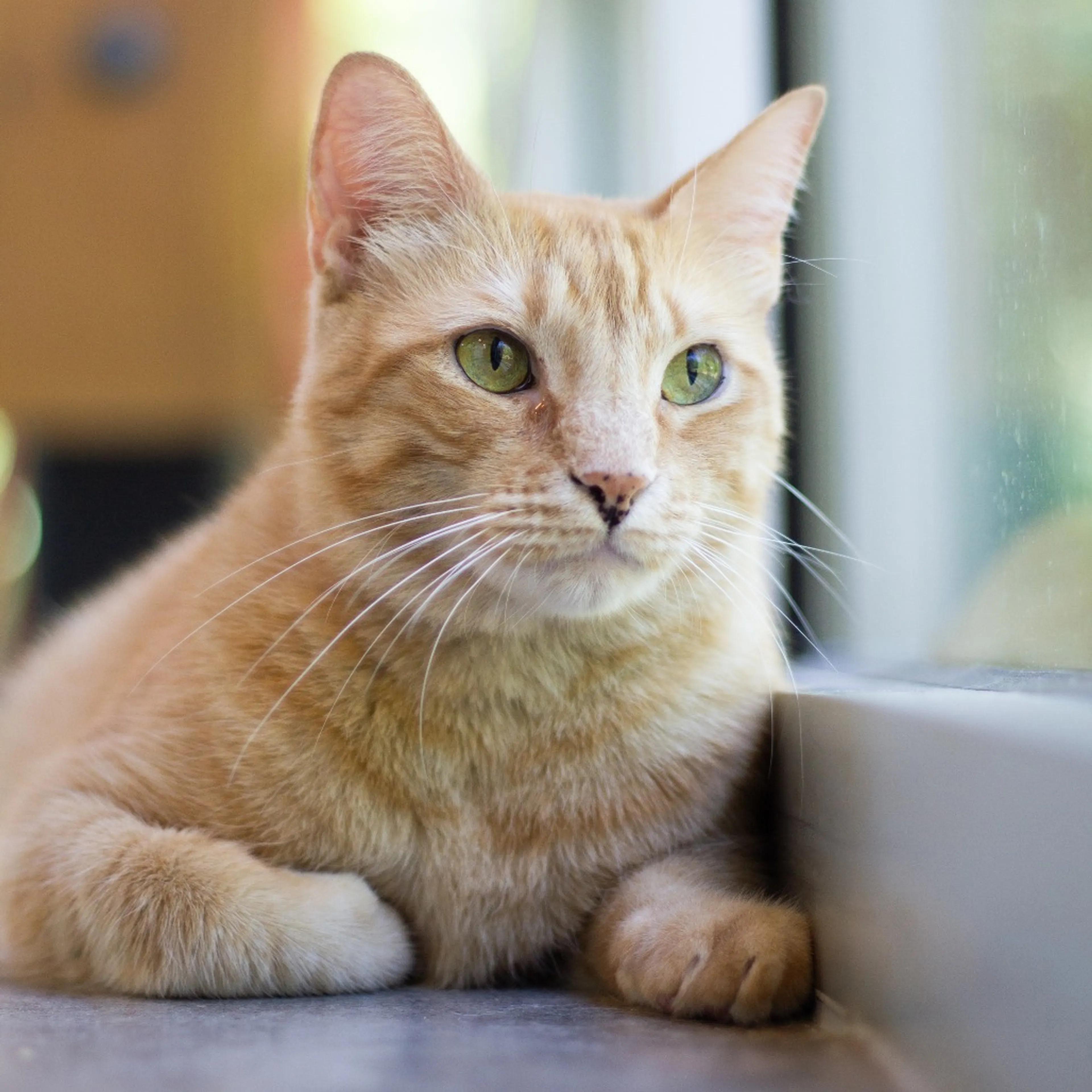 Found pet-6