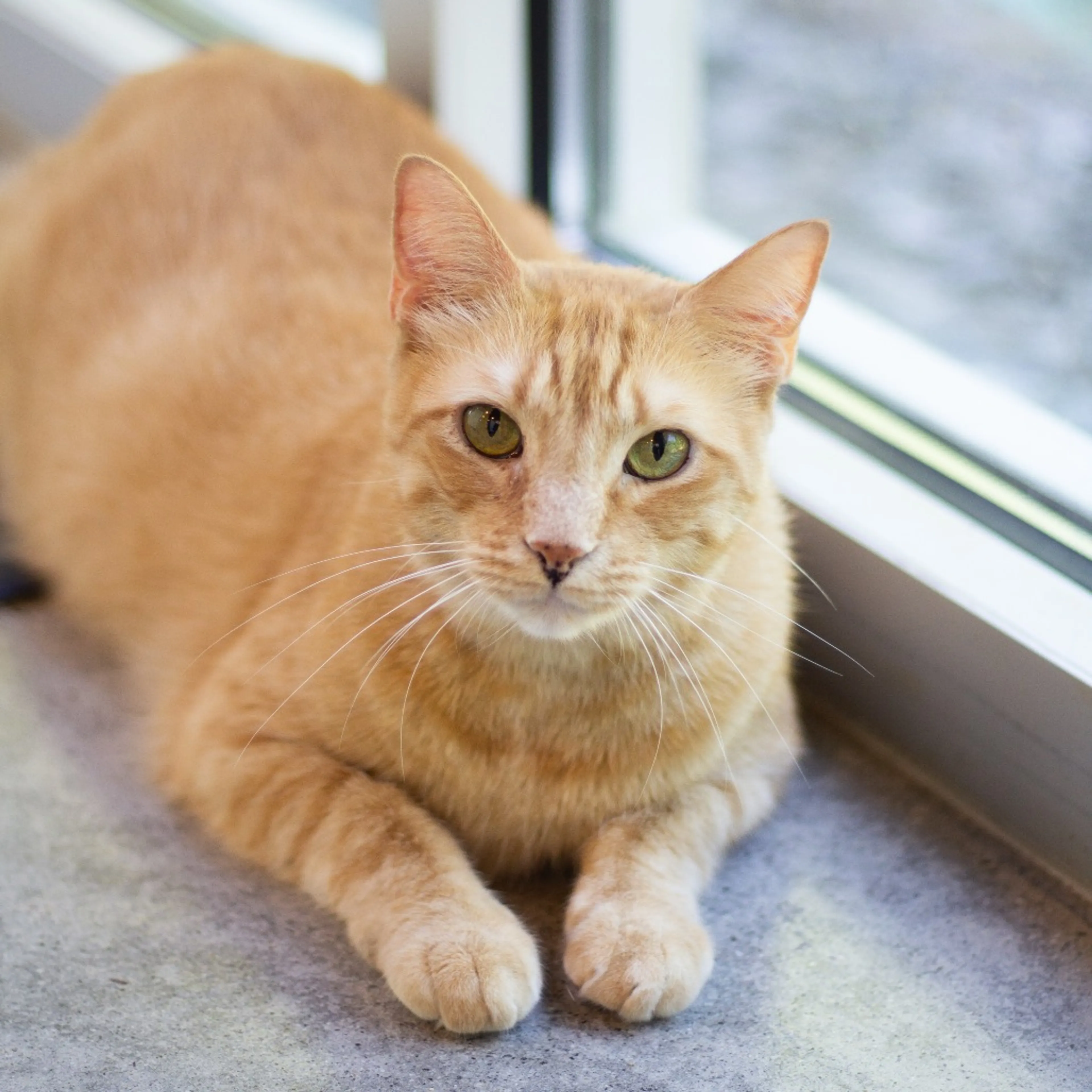 Found pet-5