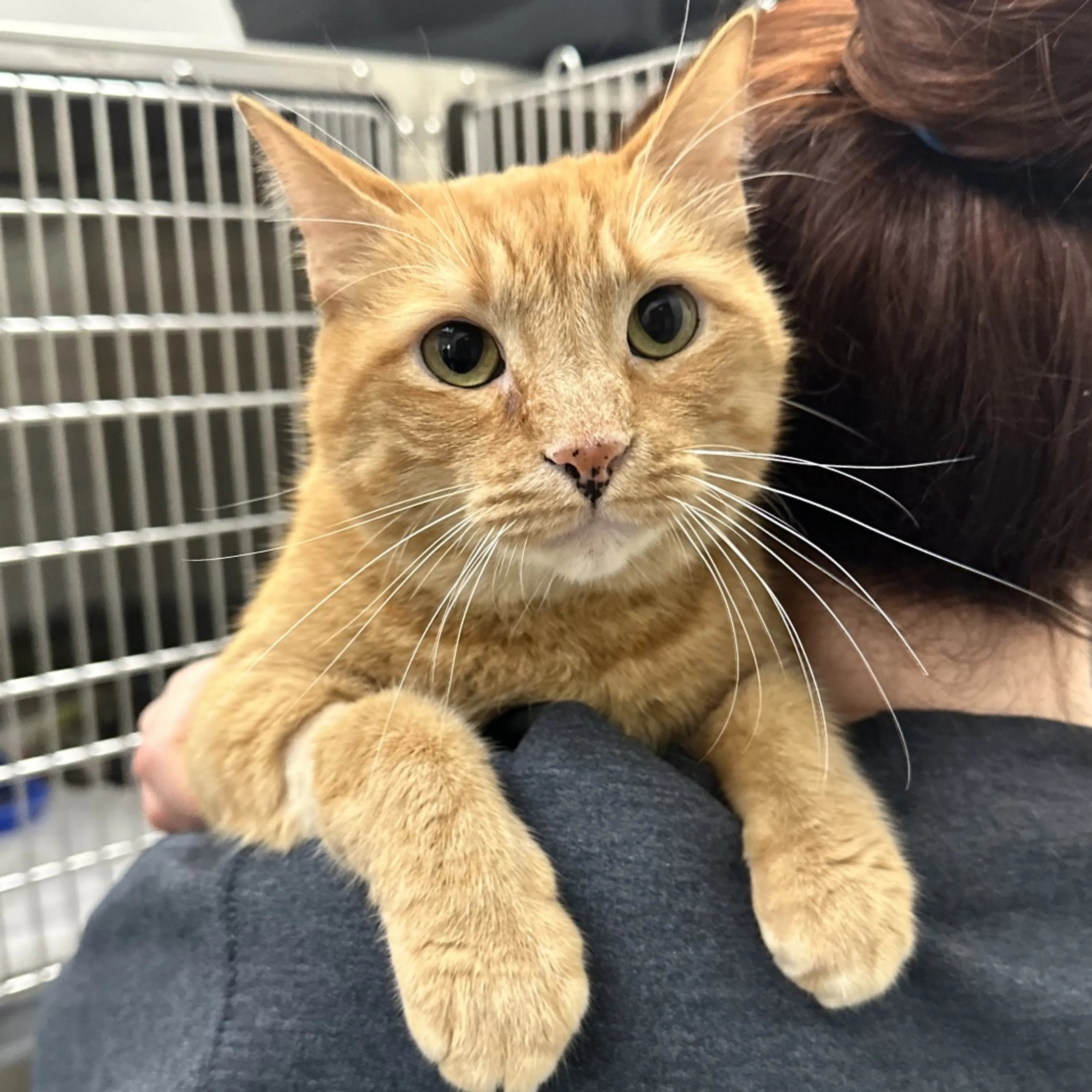 Found pet-2
