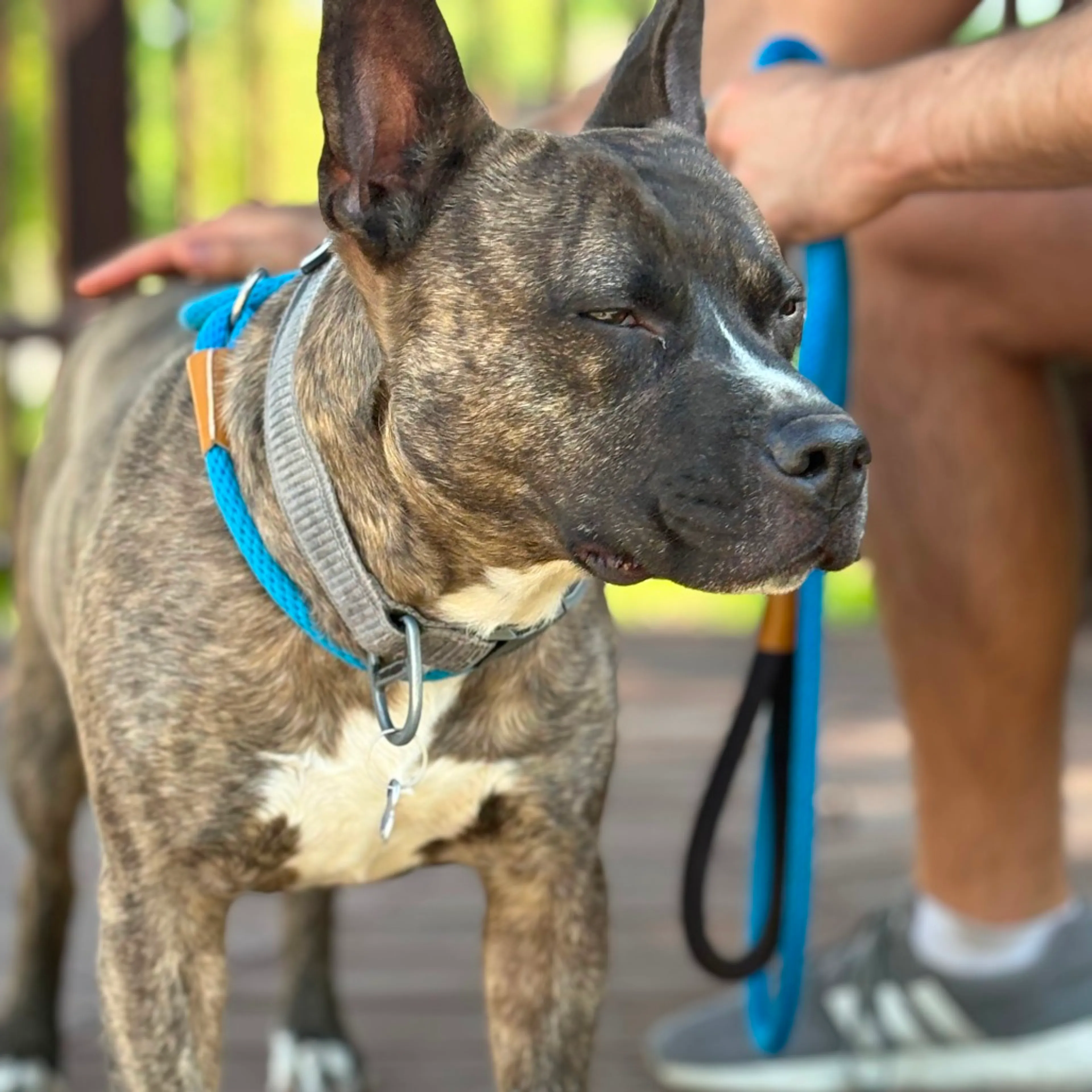 Found pet-20