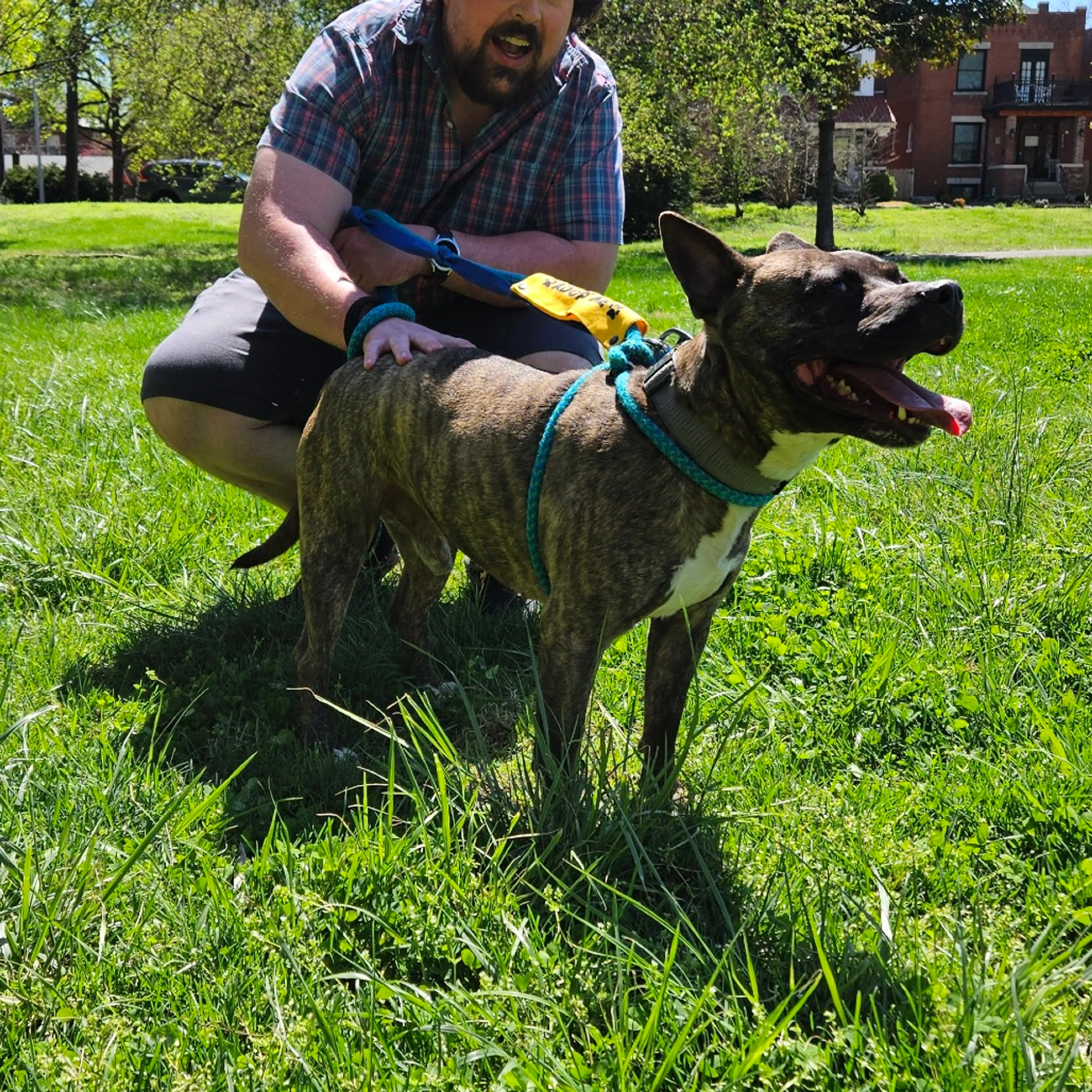 Found pet-14