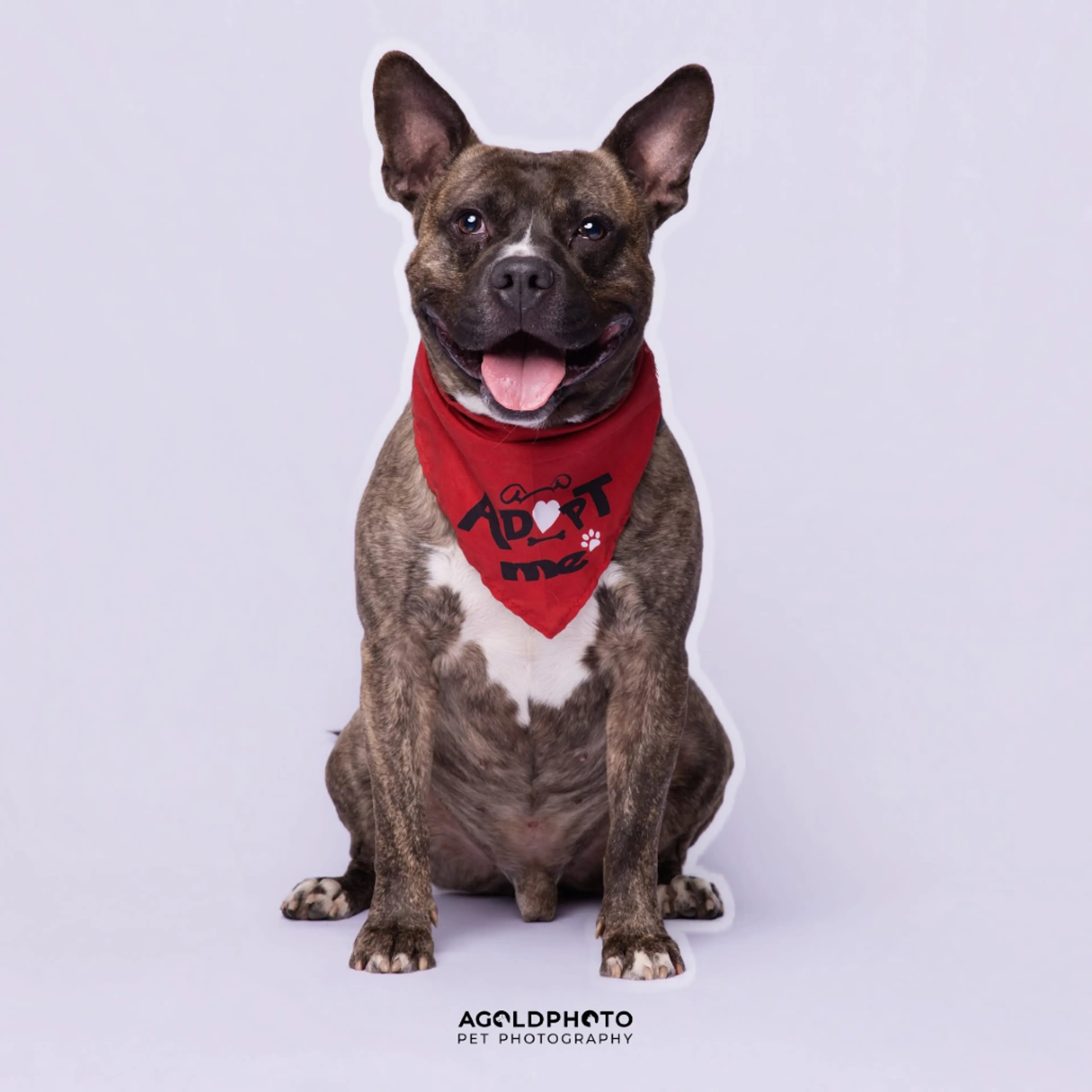Found pet-31