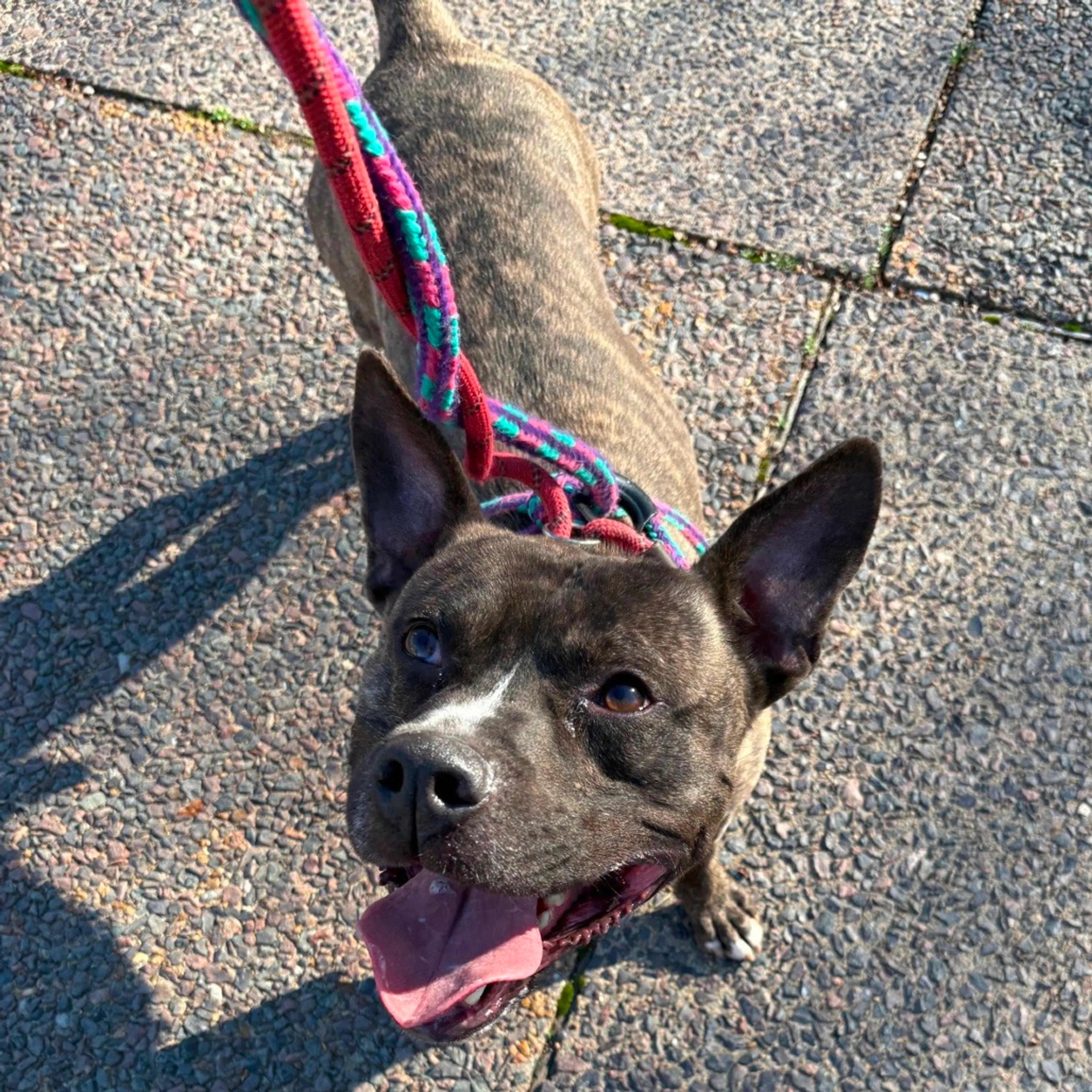 Found pet-6