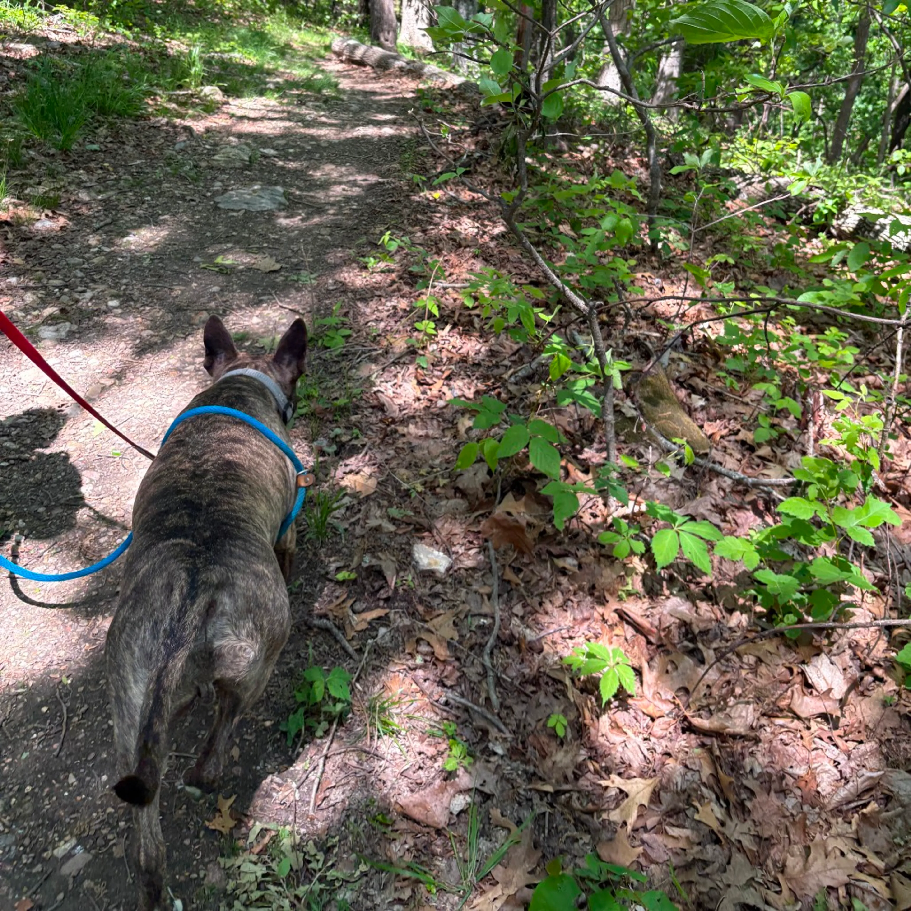 Found pet-22