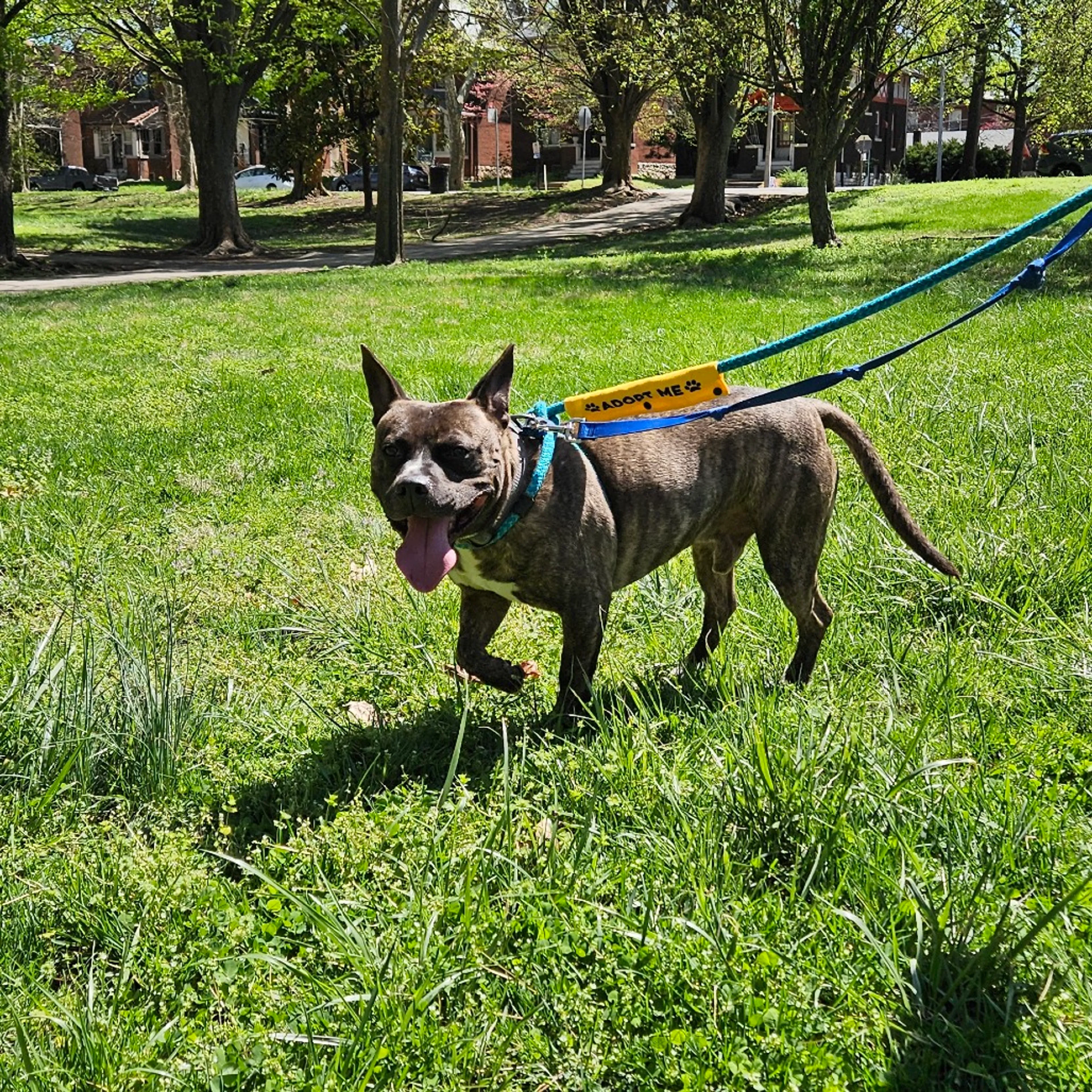 Found pet-13