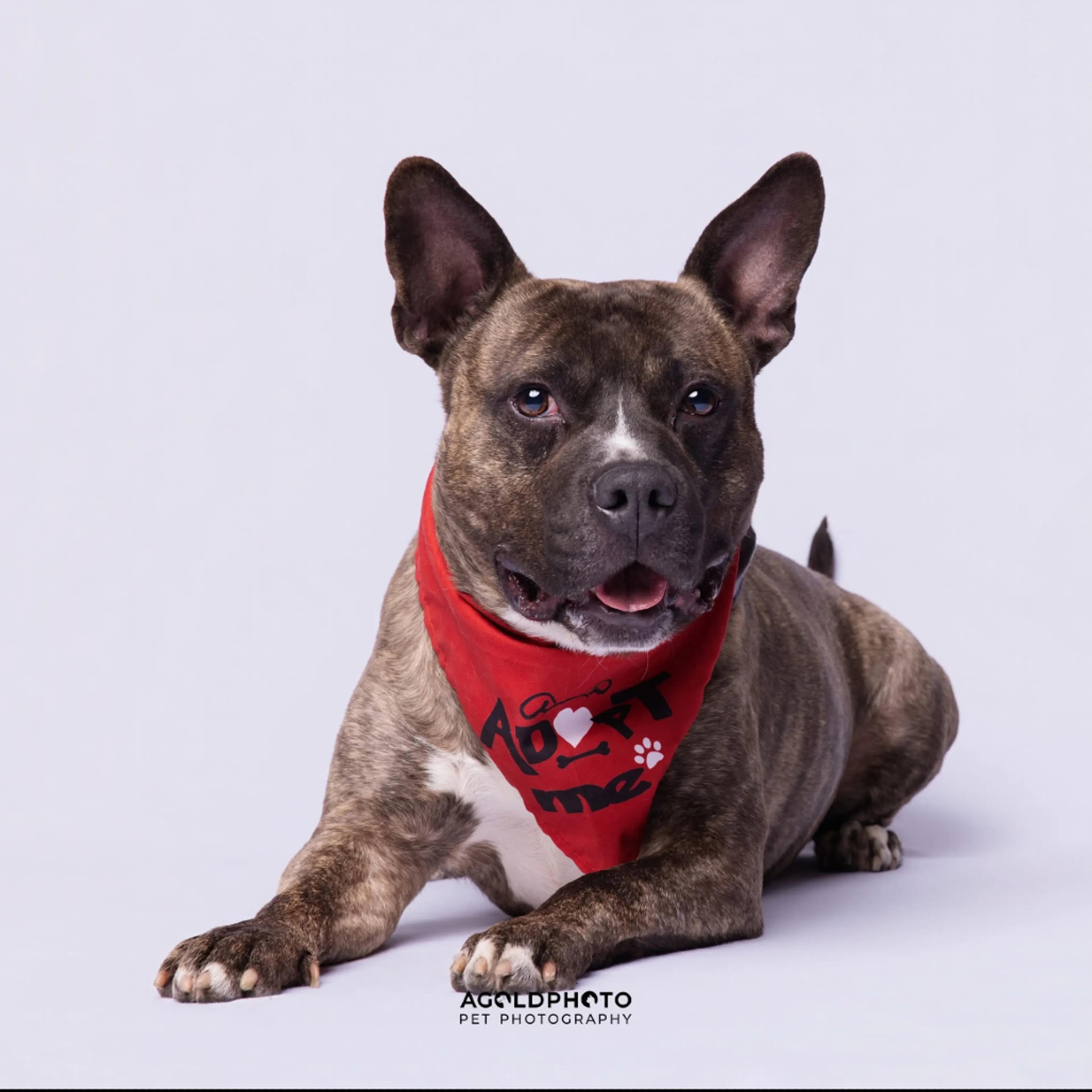Found pet-33