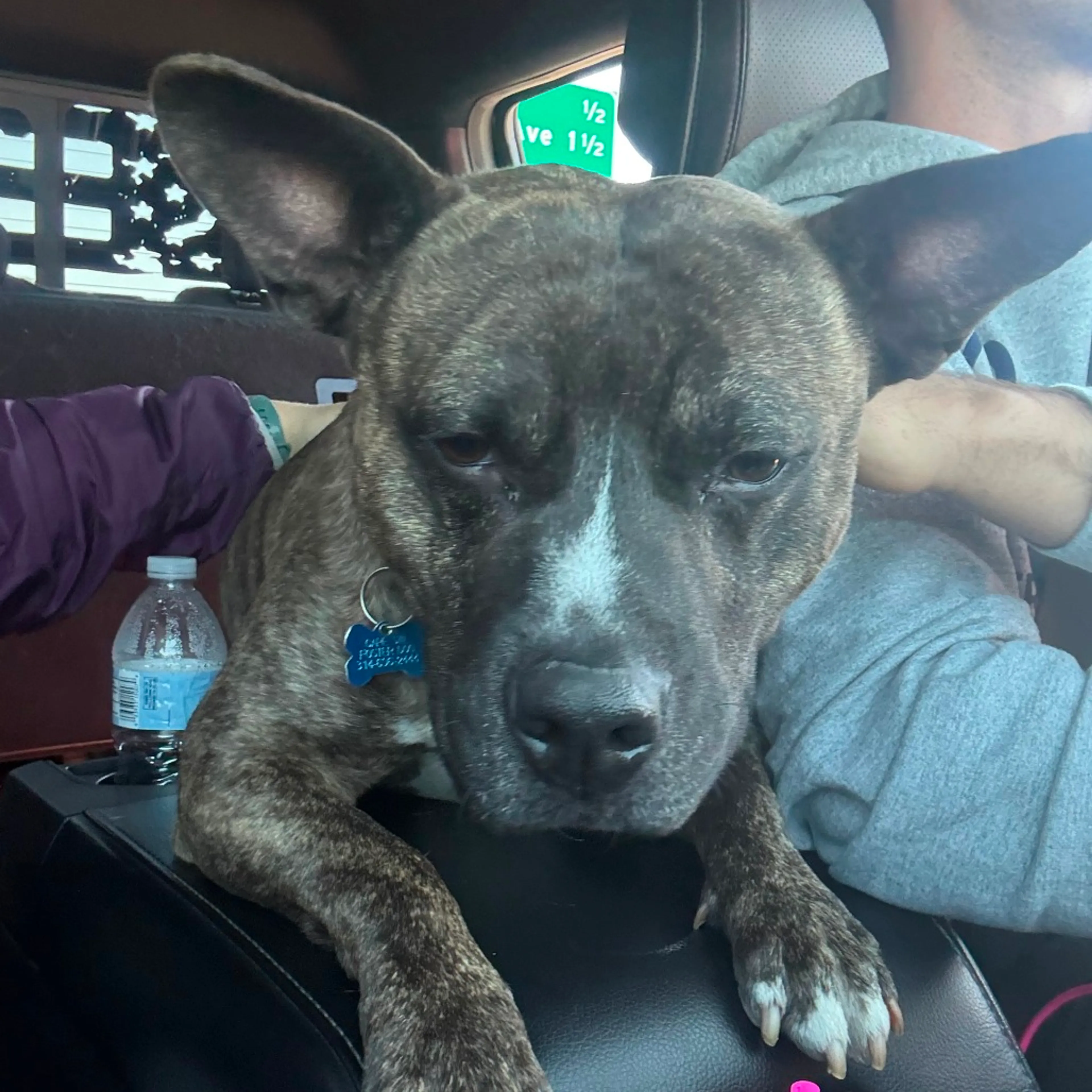 Found pet-30
