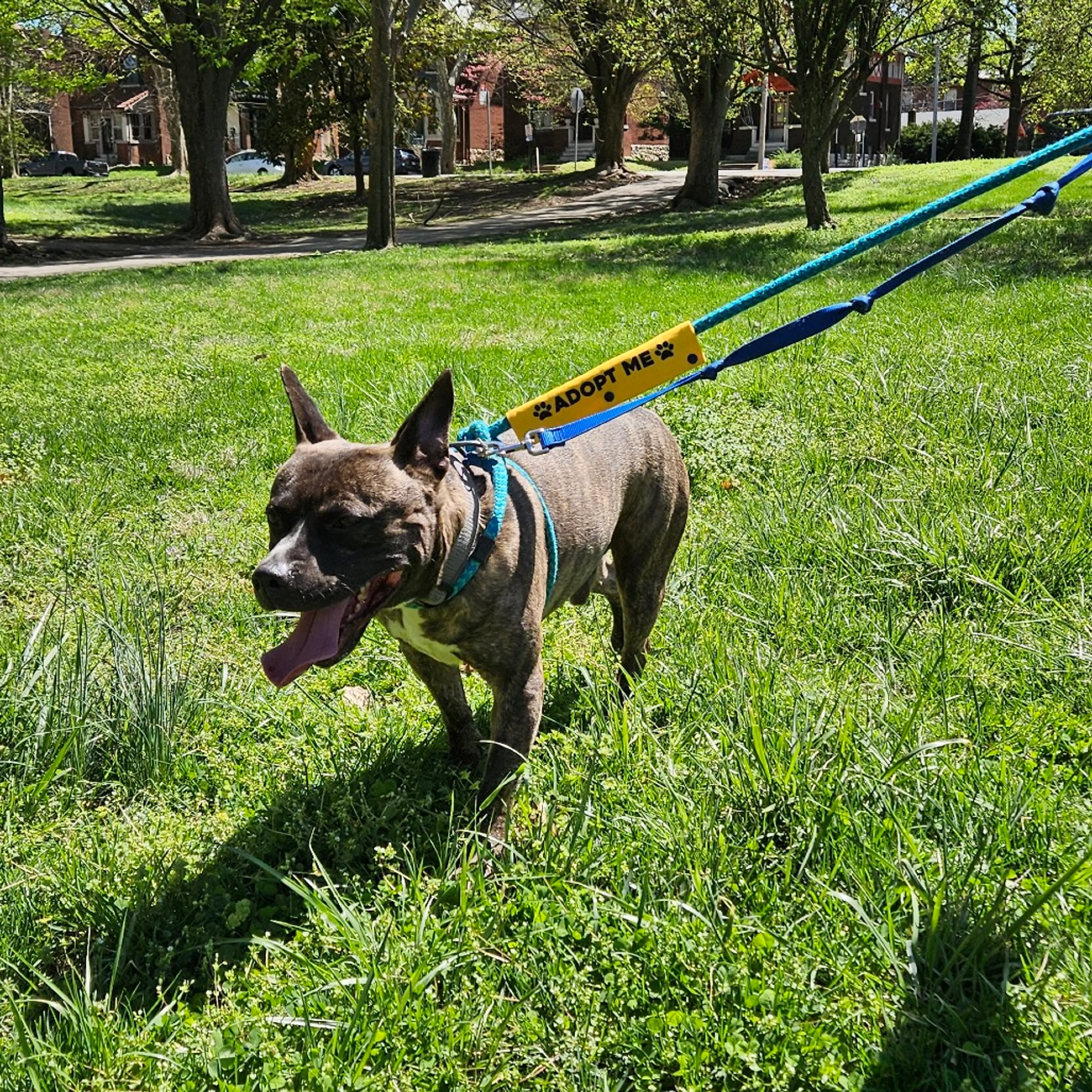 Found pet-19