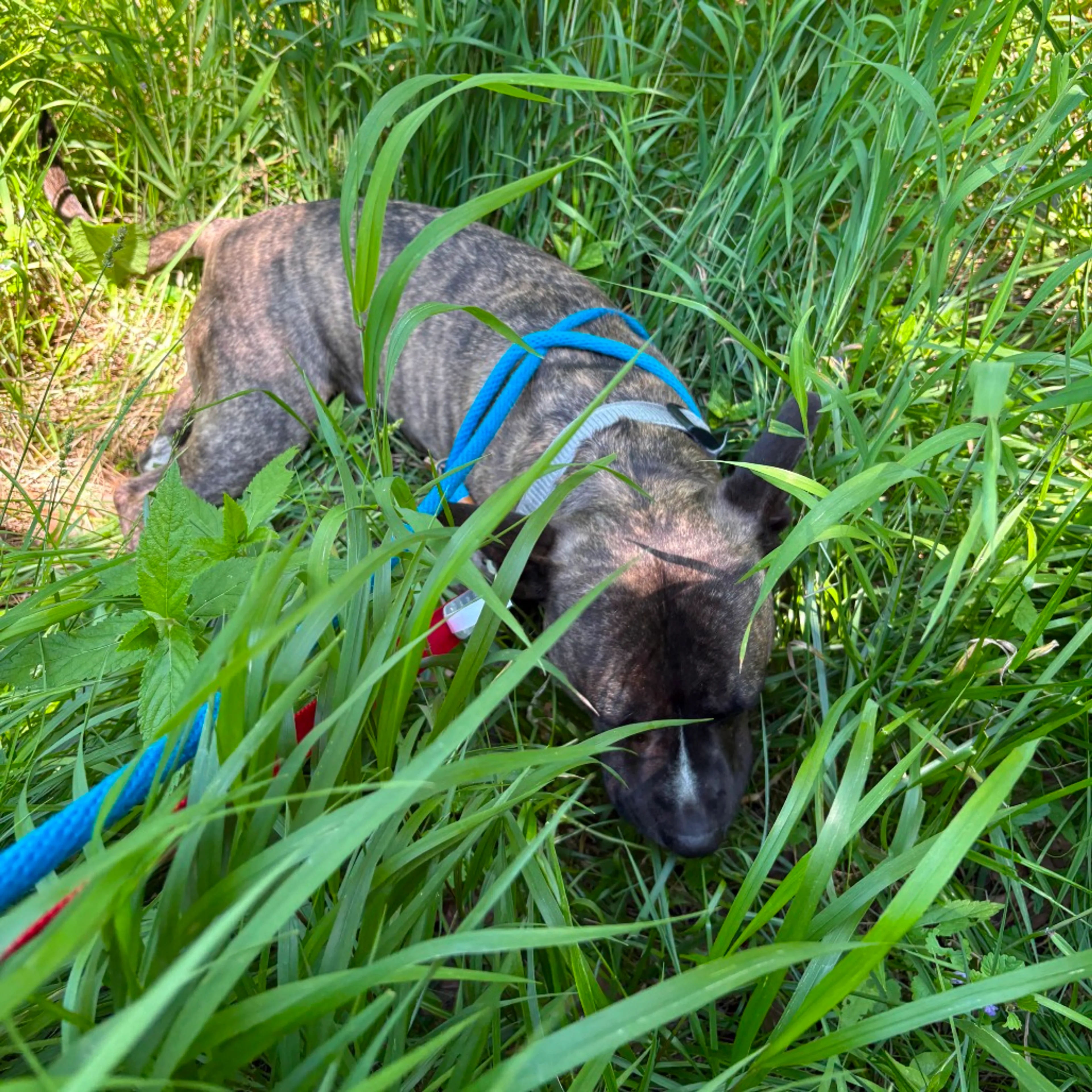 Found pet-26