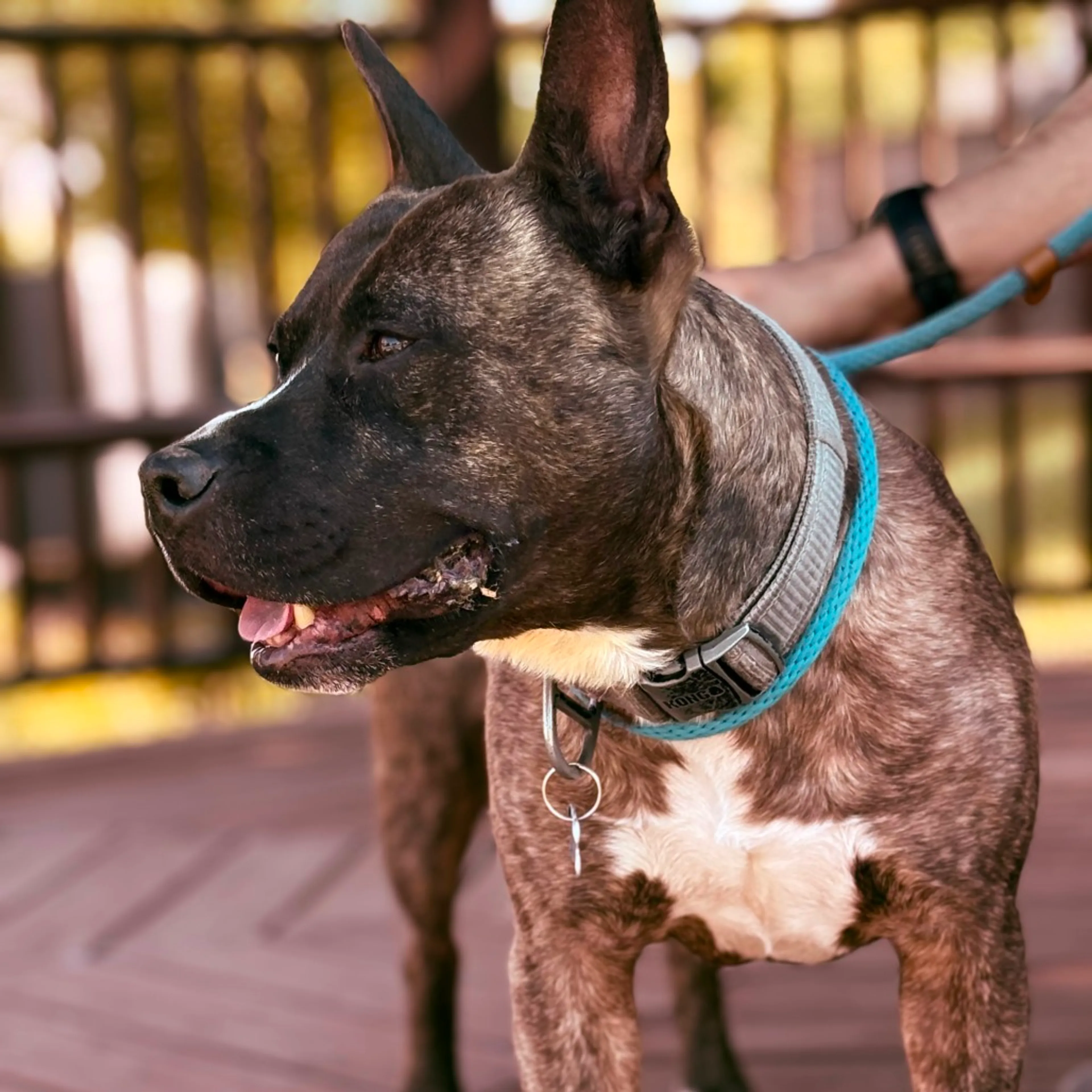 Found pet-24