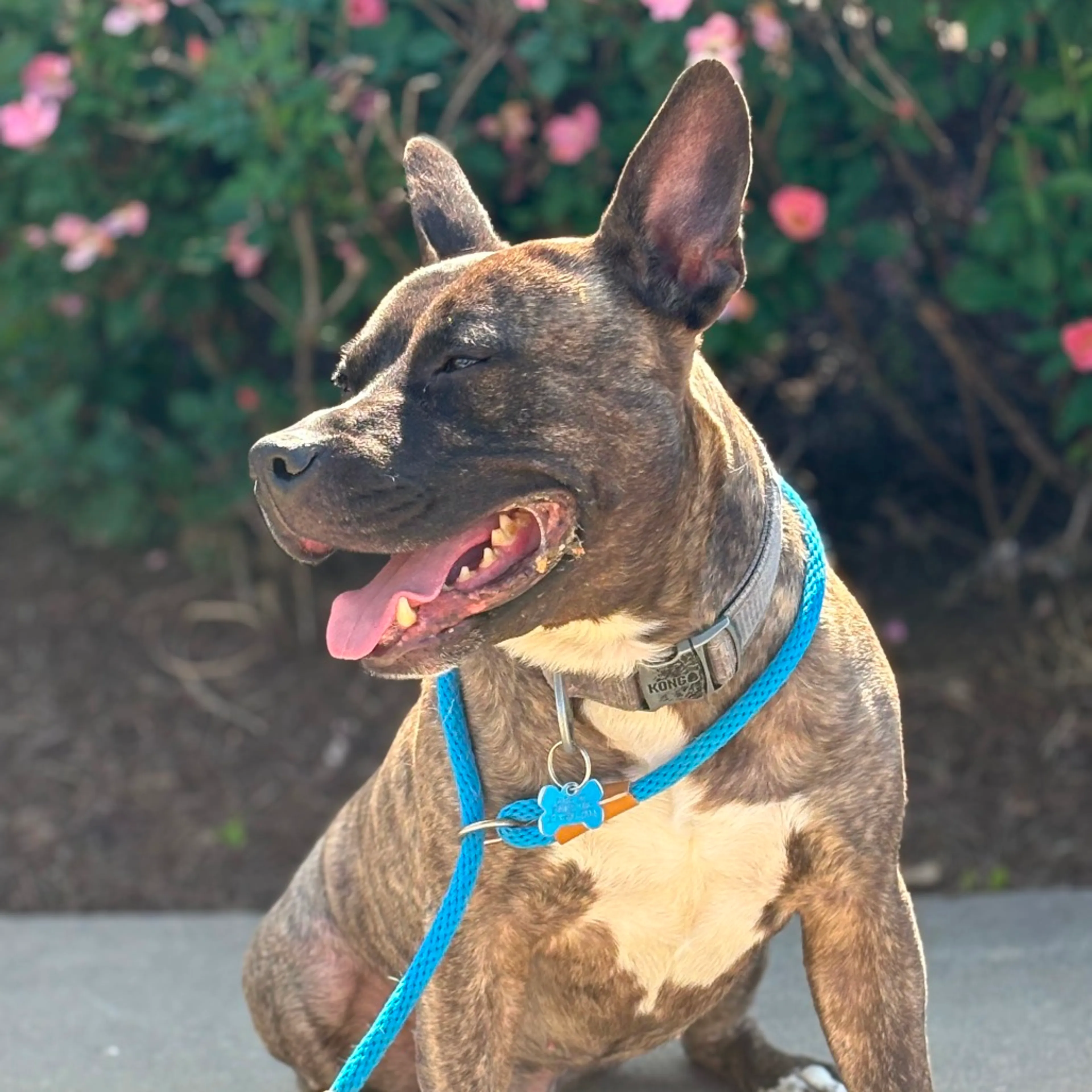 Found pet-21