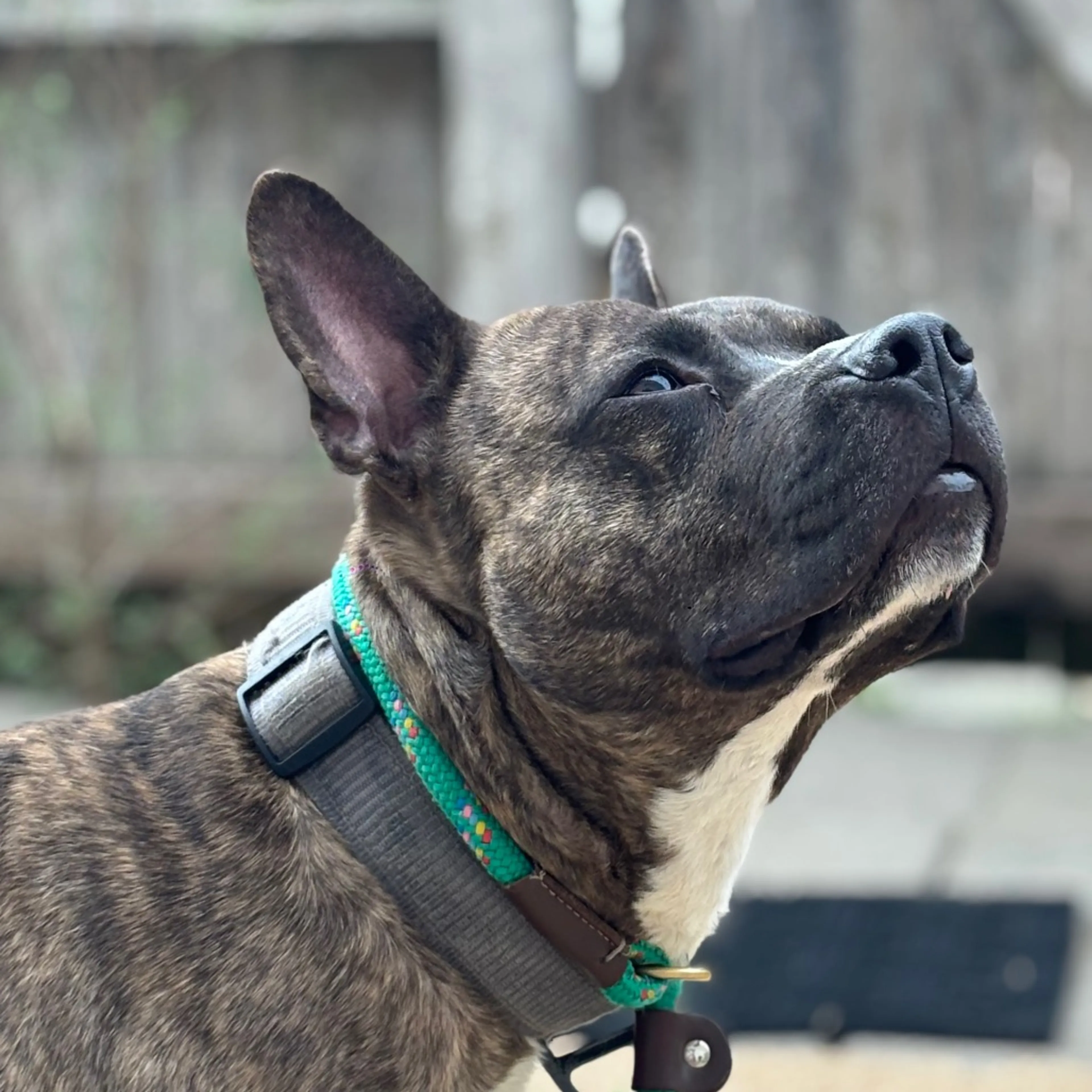 Found pet-11