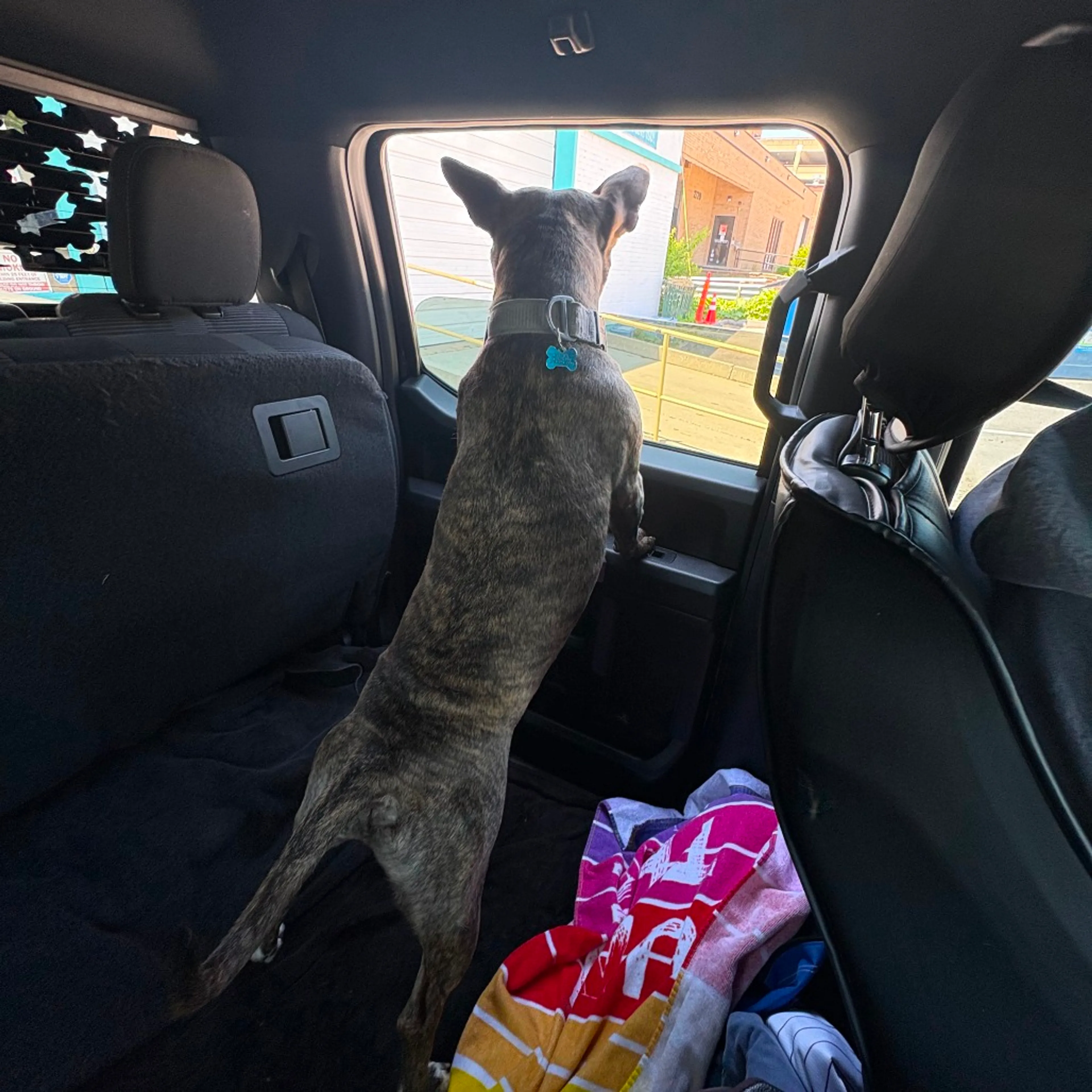 Found pet-25
