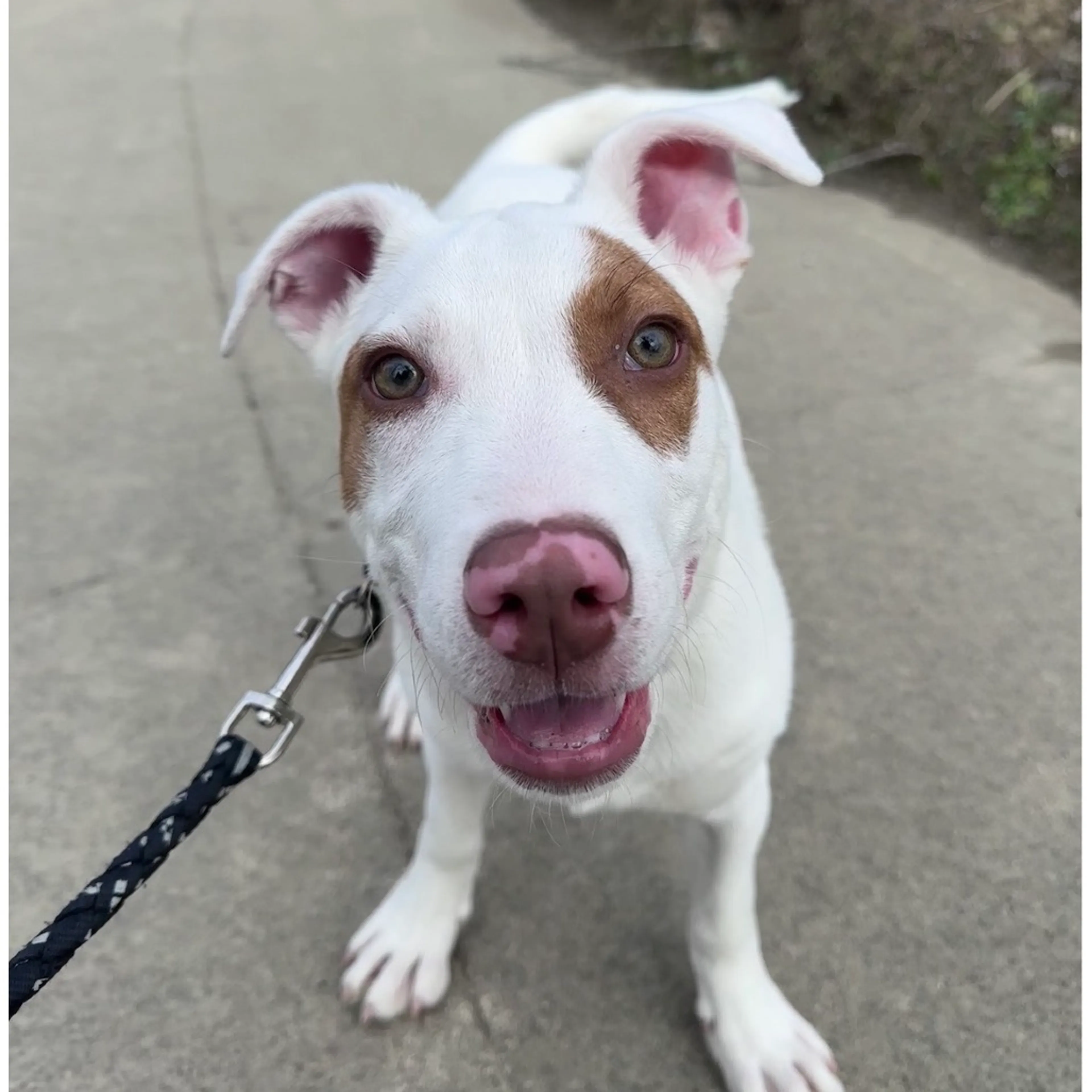 Found pet-12